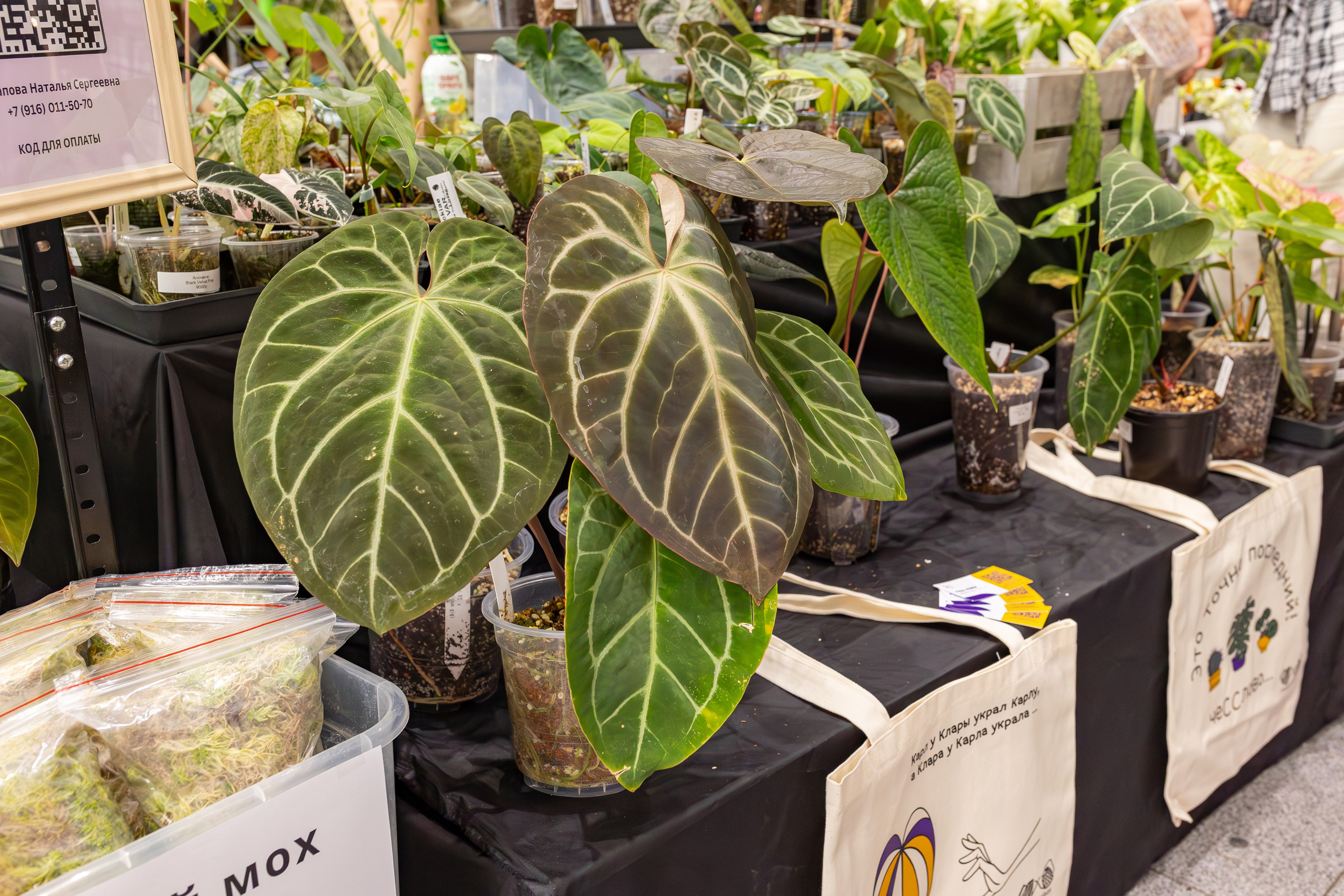 Орхидиум сентябрь 2025. Александра Куликова фотограф, Москва