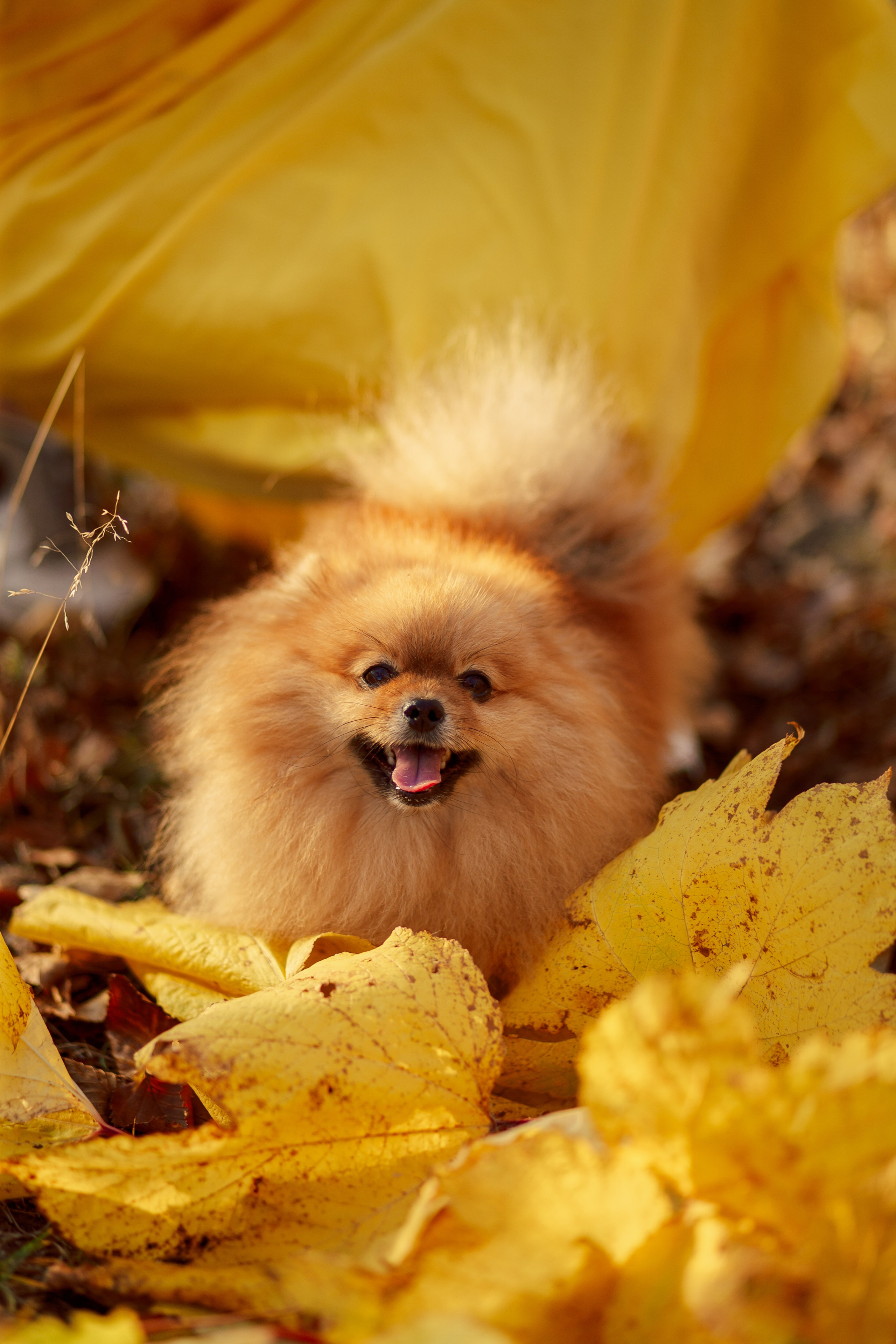 Осенняя Виктория. ФОТОГРАФ КАМЧАТКА ИРИНА БЕЛОКРЫЛОВА