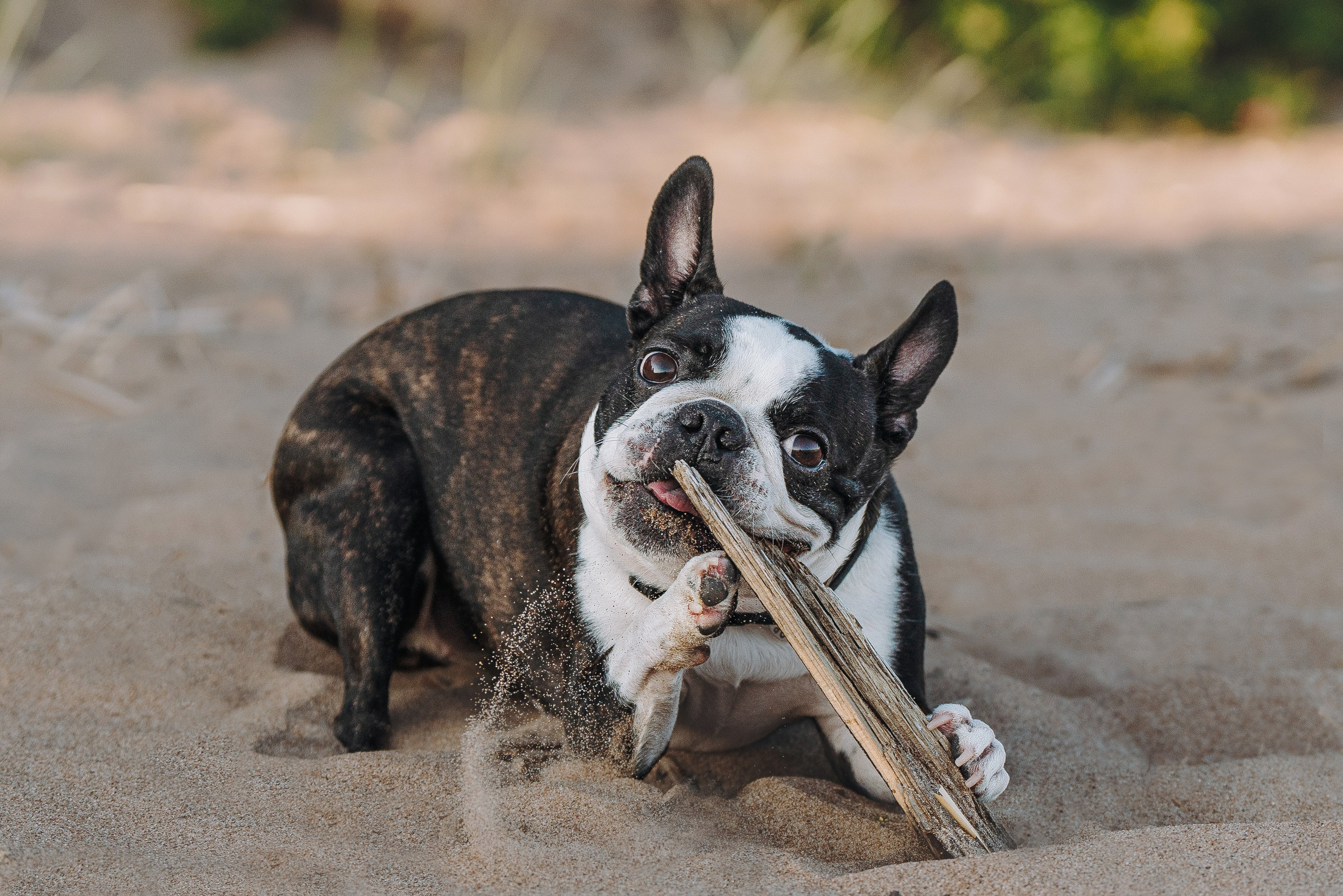 Анаита и Дора. Фотограф анималист в Спб недорого Олеся Майорова