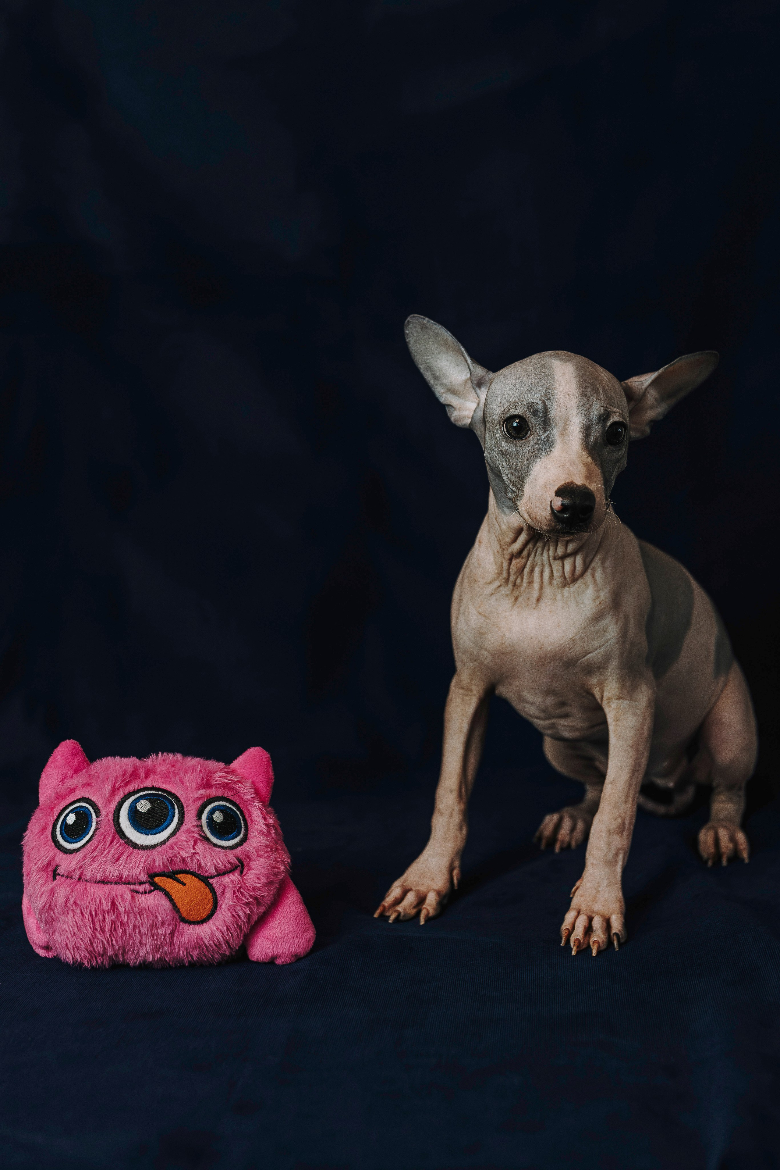 Малыши американского голого терьера. Фотограф анималист в Спб недорого Олеся Майорова