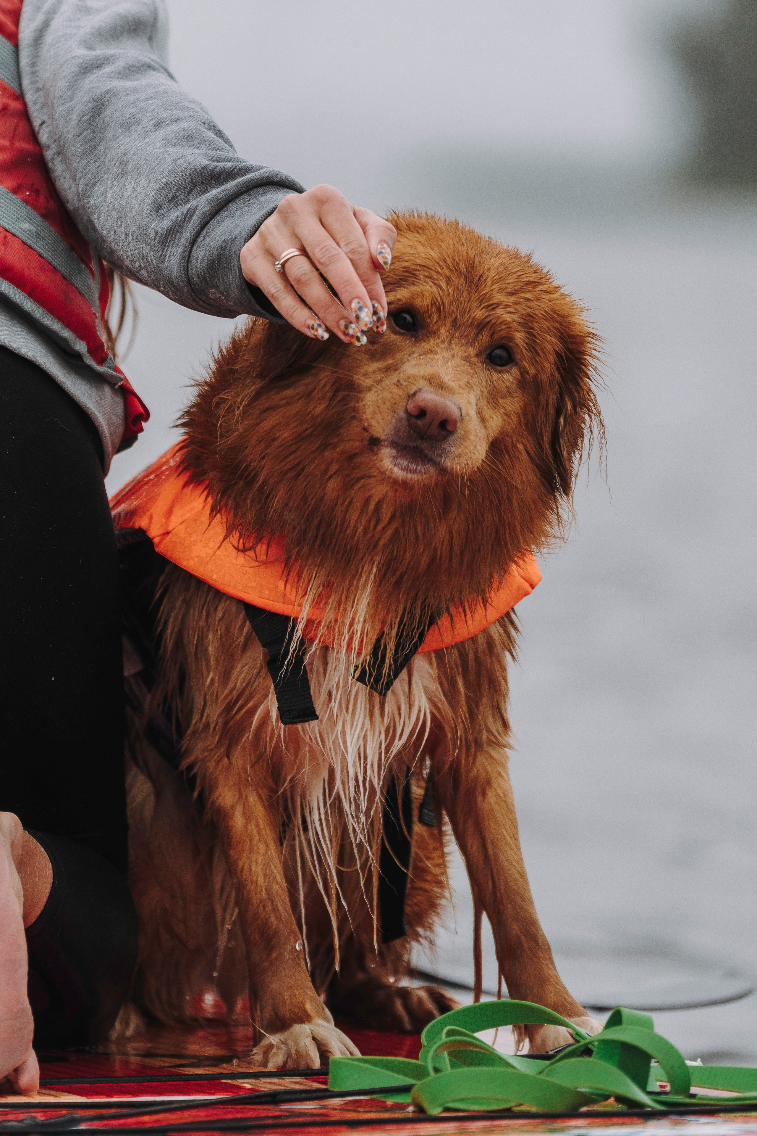 Катание на сапах с собаками. Фотограф анималист в Спб недорого Олеся Майорова