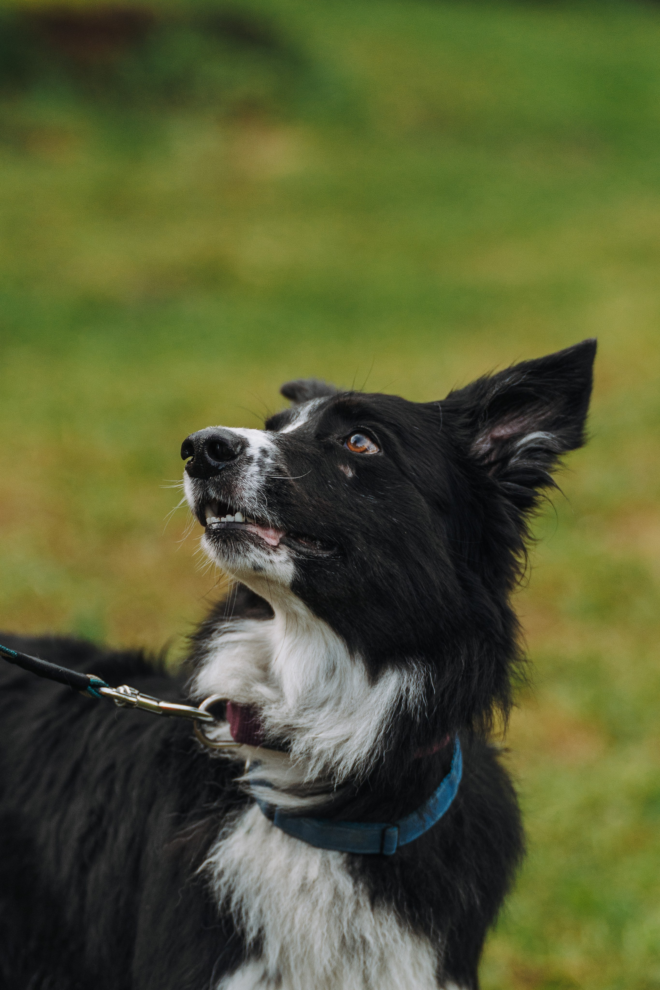 Соревнования по ноузворку в Новожилово. Фотограф анималист в Спб недорого Олеся Майорова