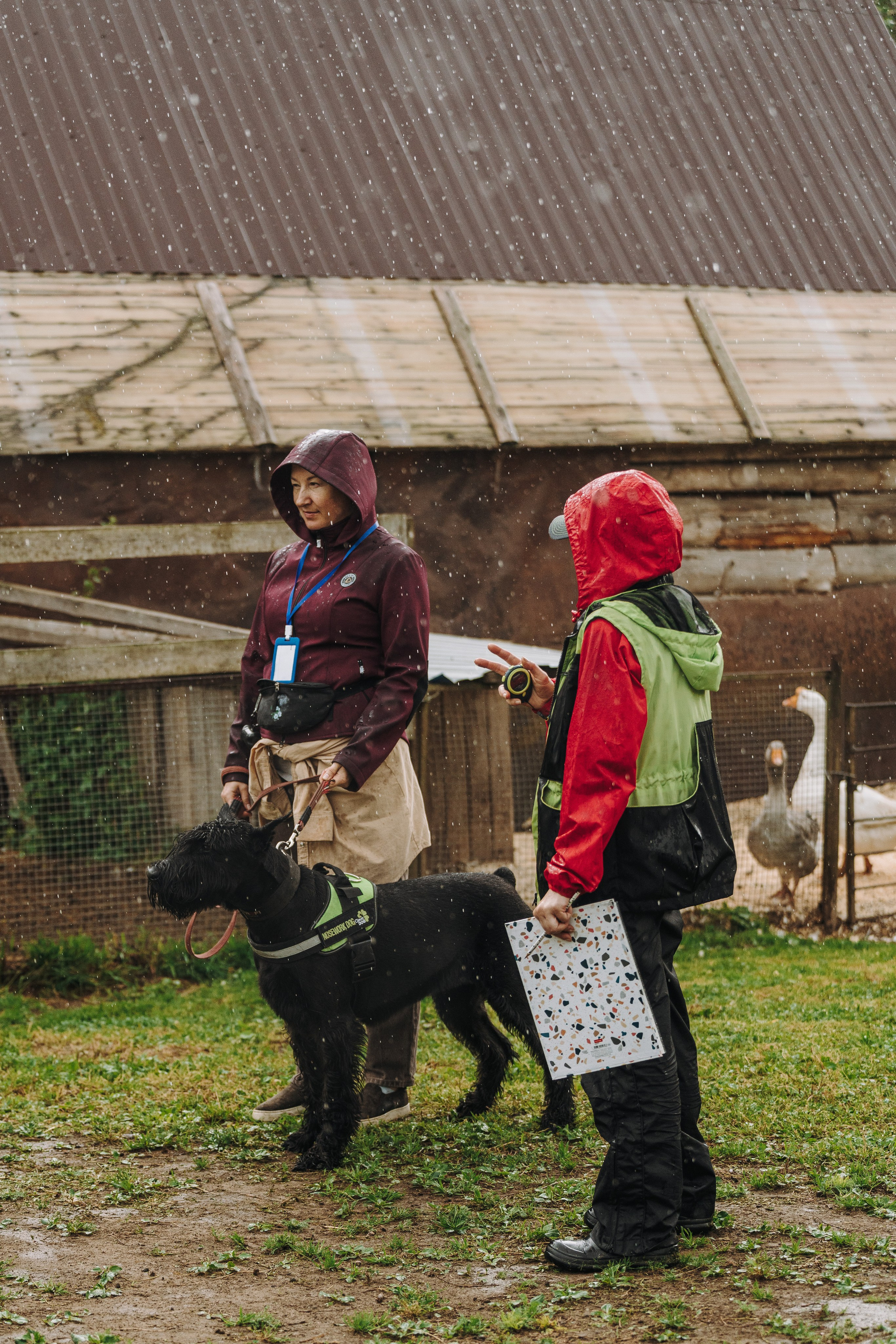 Соревнования по ноузворку в Новожилово. Фотограф анималист в Спб недорого Олеся Майорова