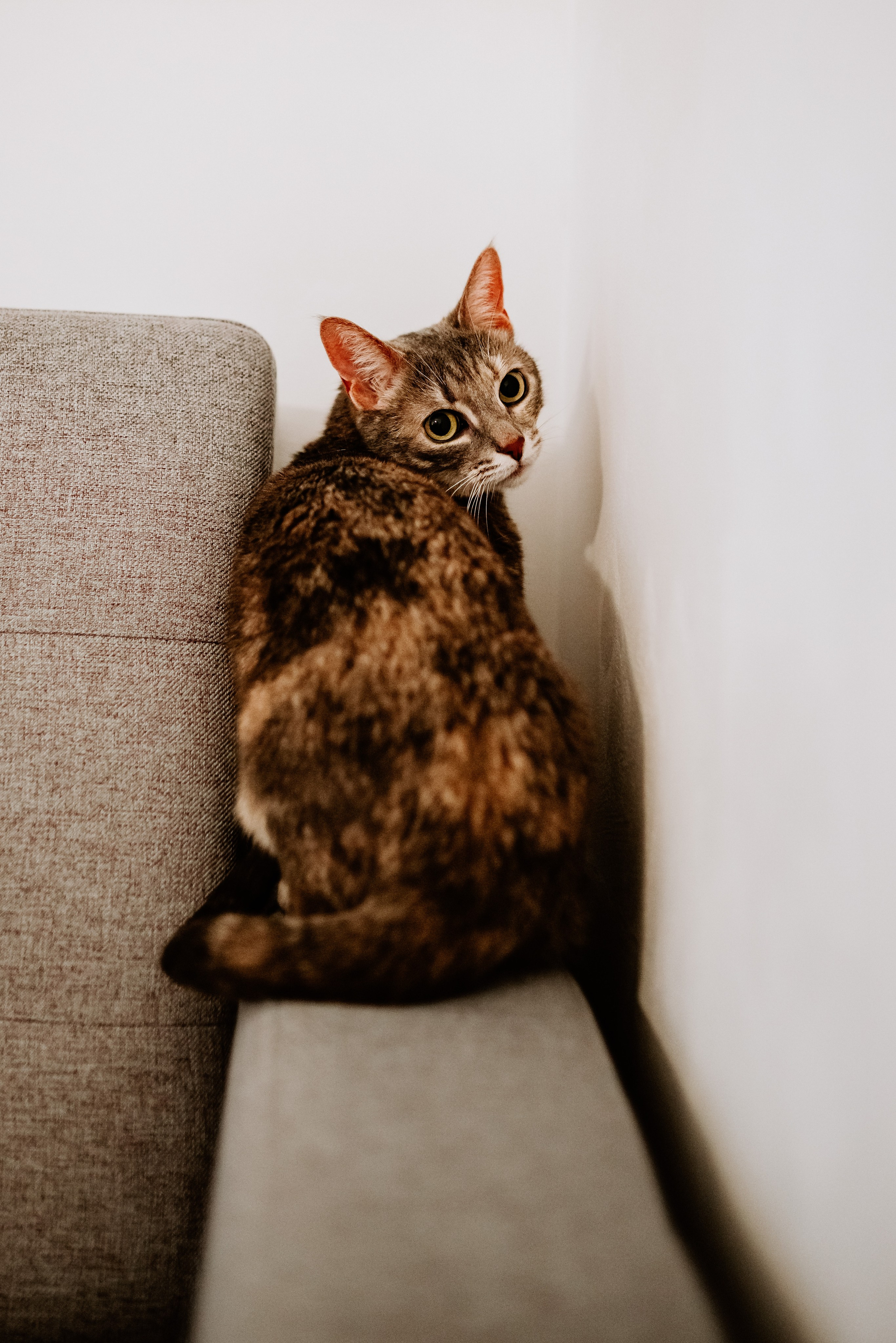 Натали и Иззи. Фотограф анималист в Спб недорого Олеся Майорова