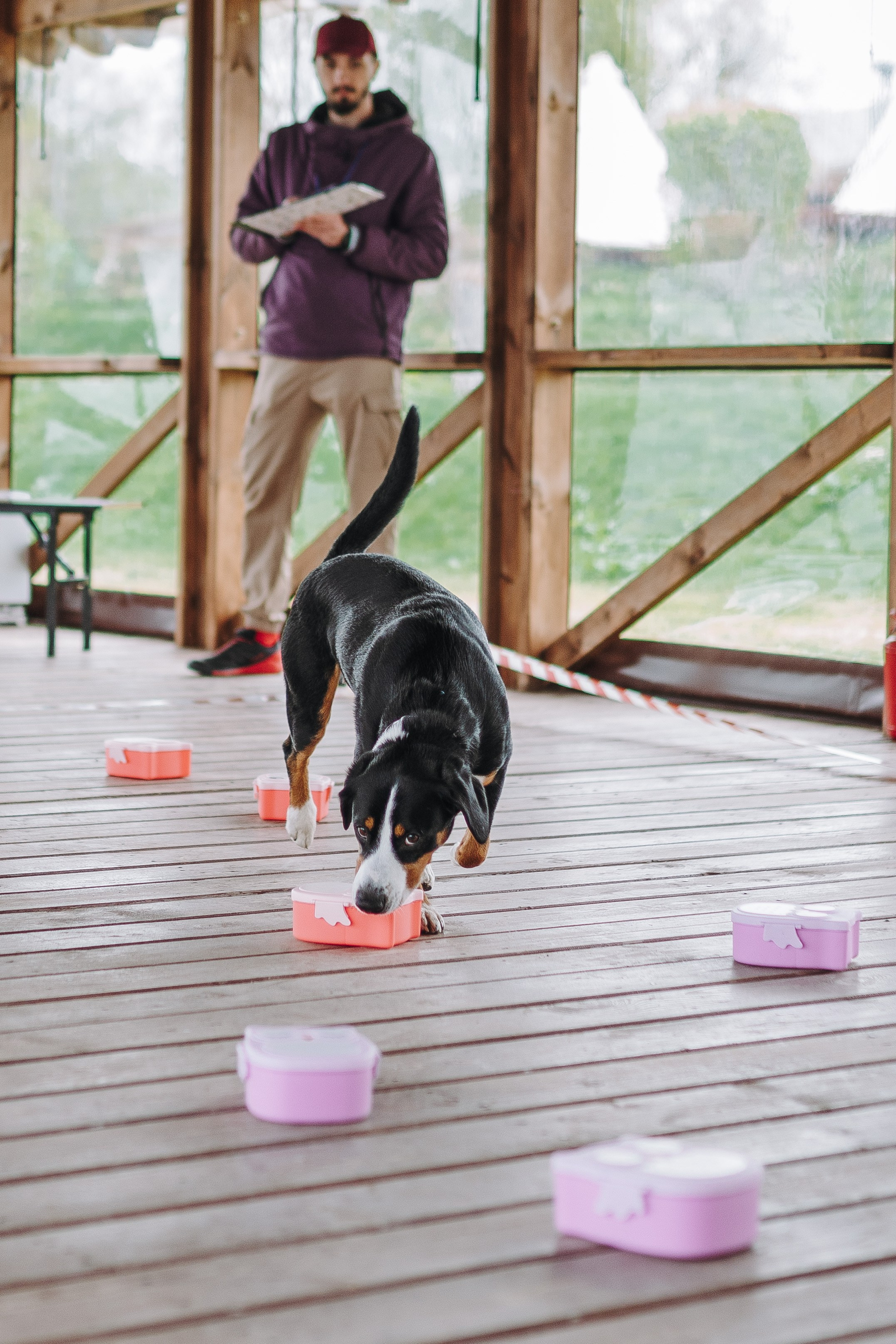 Соревнования по ноузворку в Лосево. Фотограф анималист в Спб недорого Олеся Майорова