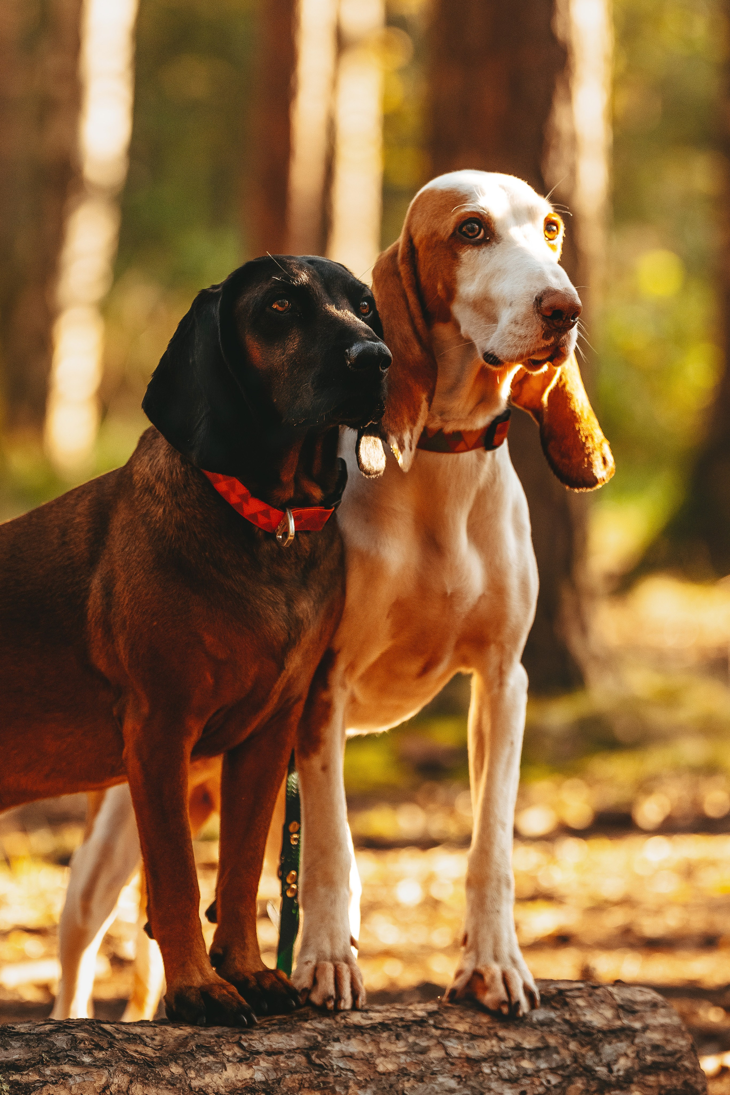 Ольга, Рора и Румпель. Фотограф анималист в Спб недорого Олеся Майорова