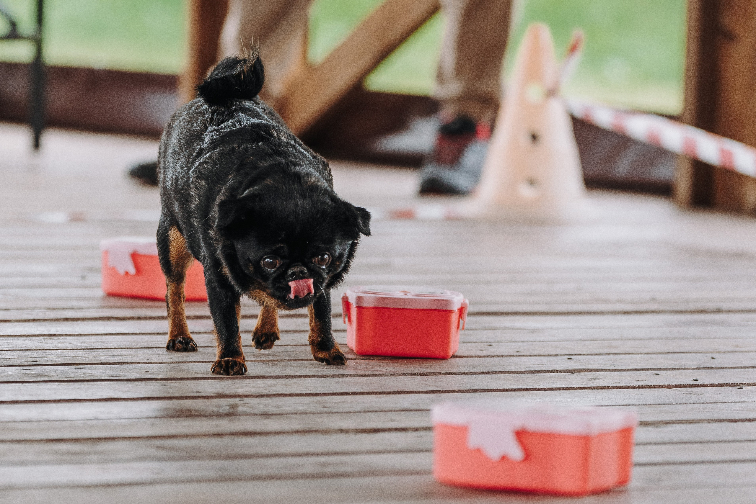 Соревнования по ноузворку в Лосево. Фотограф анималист в Спб недорого Олеся Майорова