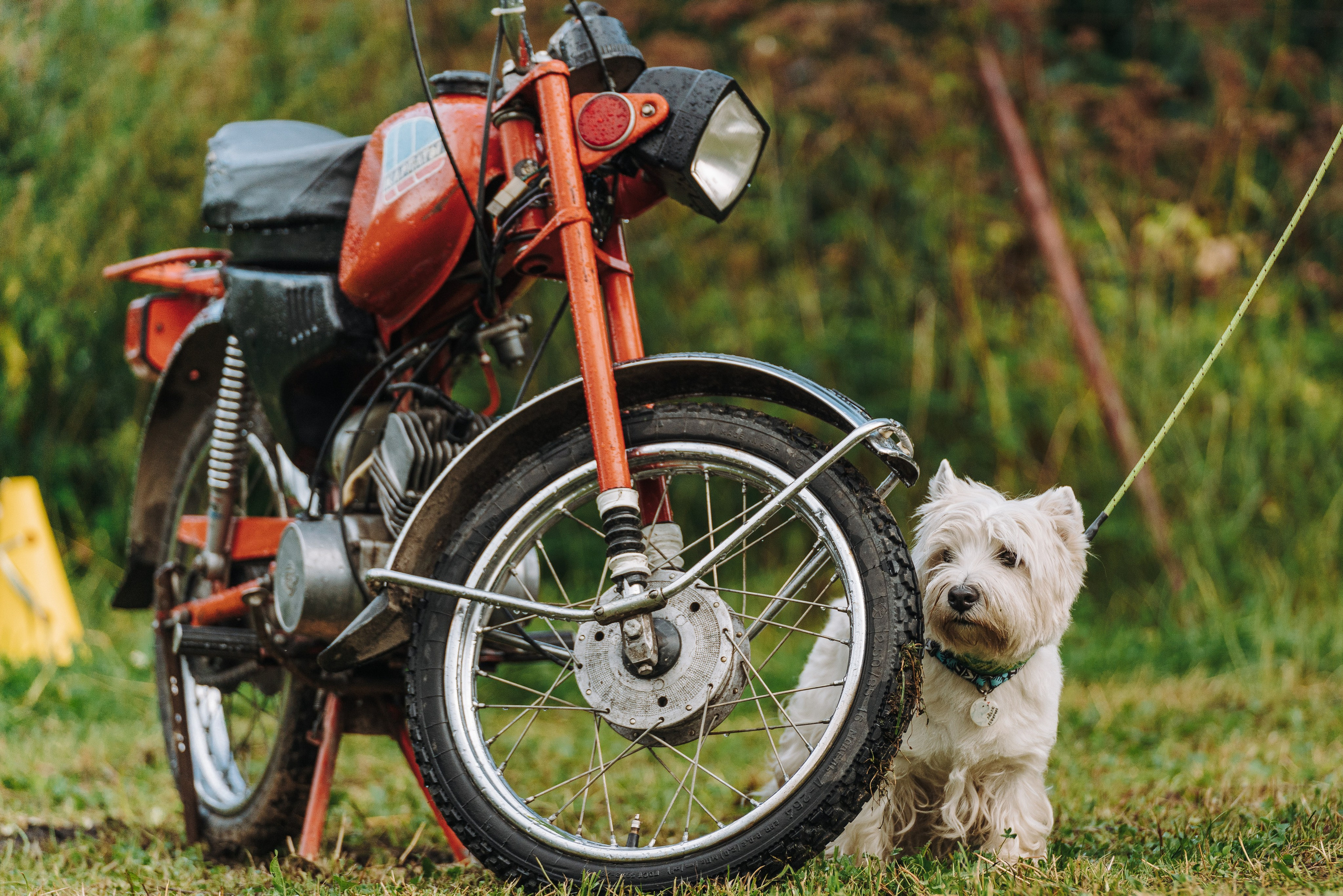 Соревнования по ноузворку в Новожилово. Фотограф анималист в Спб недорого Олеся Майорова