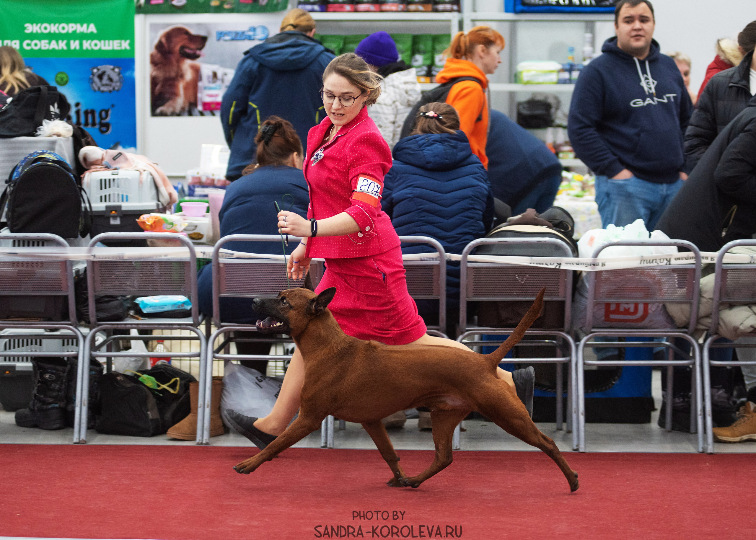 Выставка собак тюмень 10.12.2022. Дог-фотограф в Тюмени Александра Королева