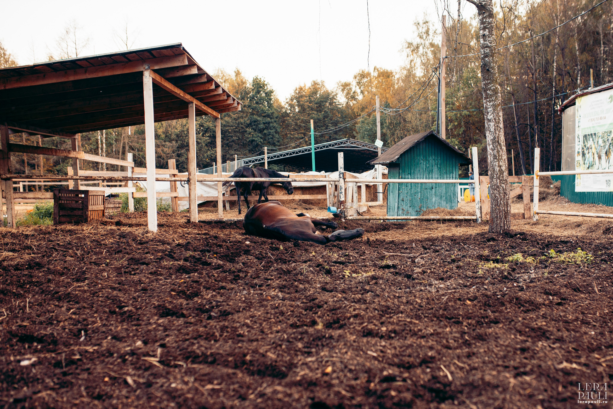 ДПСО «ЛизаАлерт». Главная