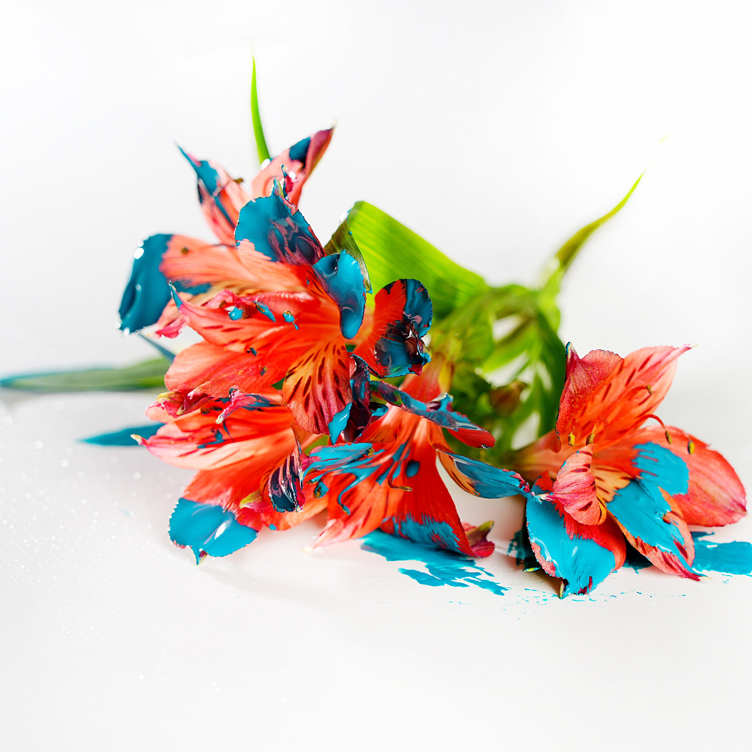 Предметная фотосъёмка. Фотограф, видеооператор Нина Коршунова