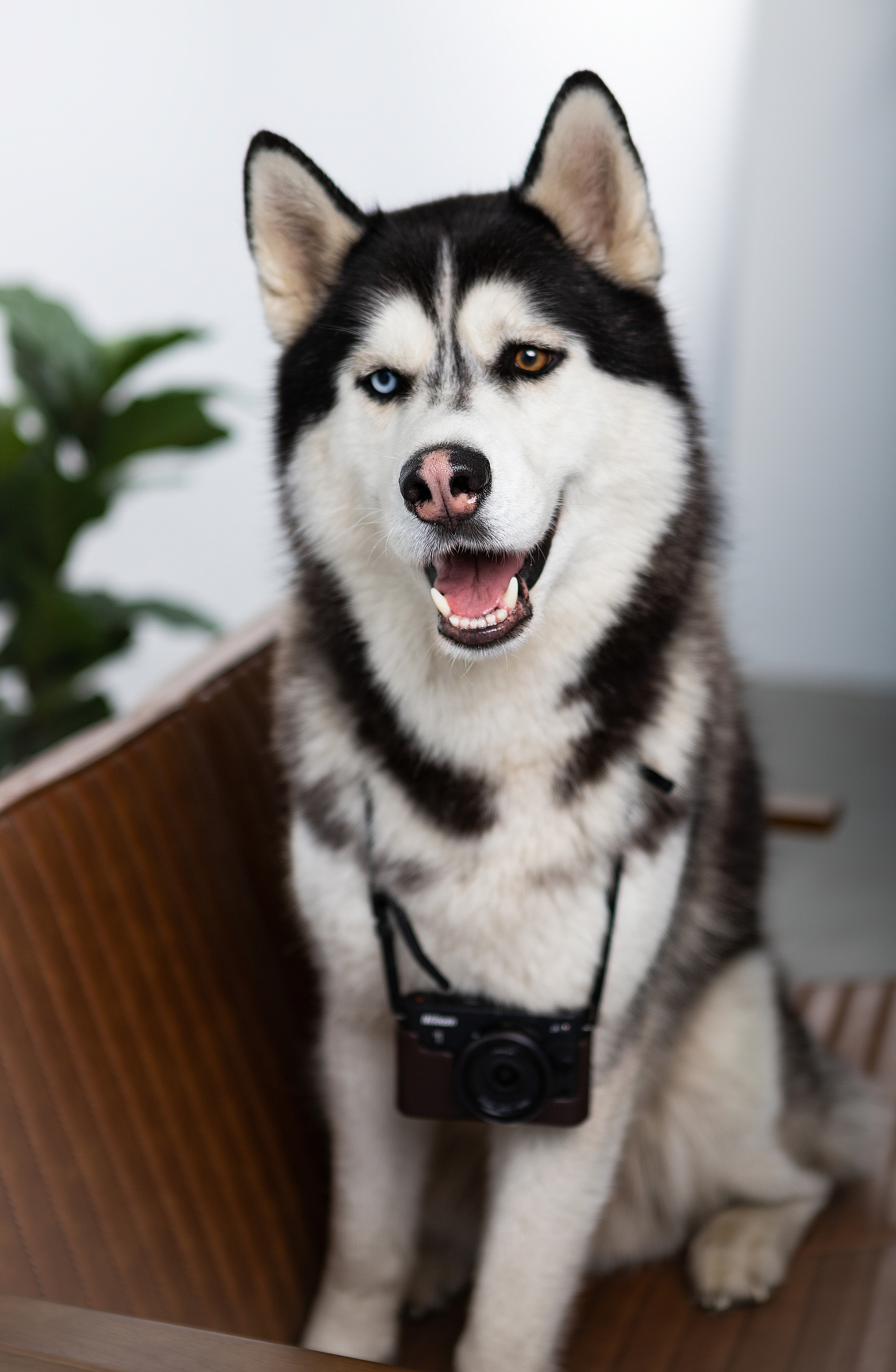 Театральная фотография. Фотограф в Санкт-Петербурге Степанская Юлия