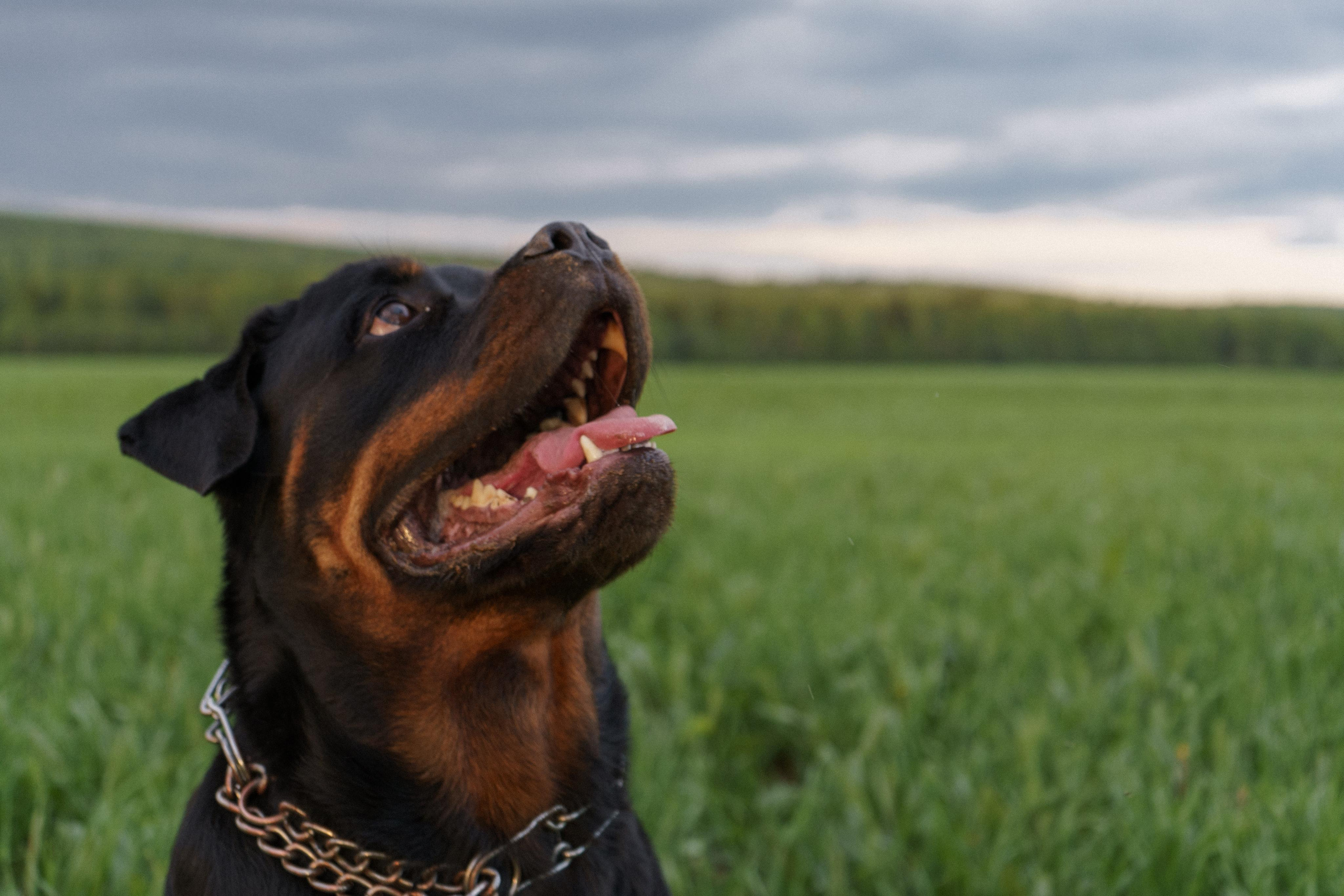 Июль. Свадебный фотограф Анастасия Хабарова в Новоуральске и Екатеринбурге