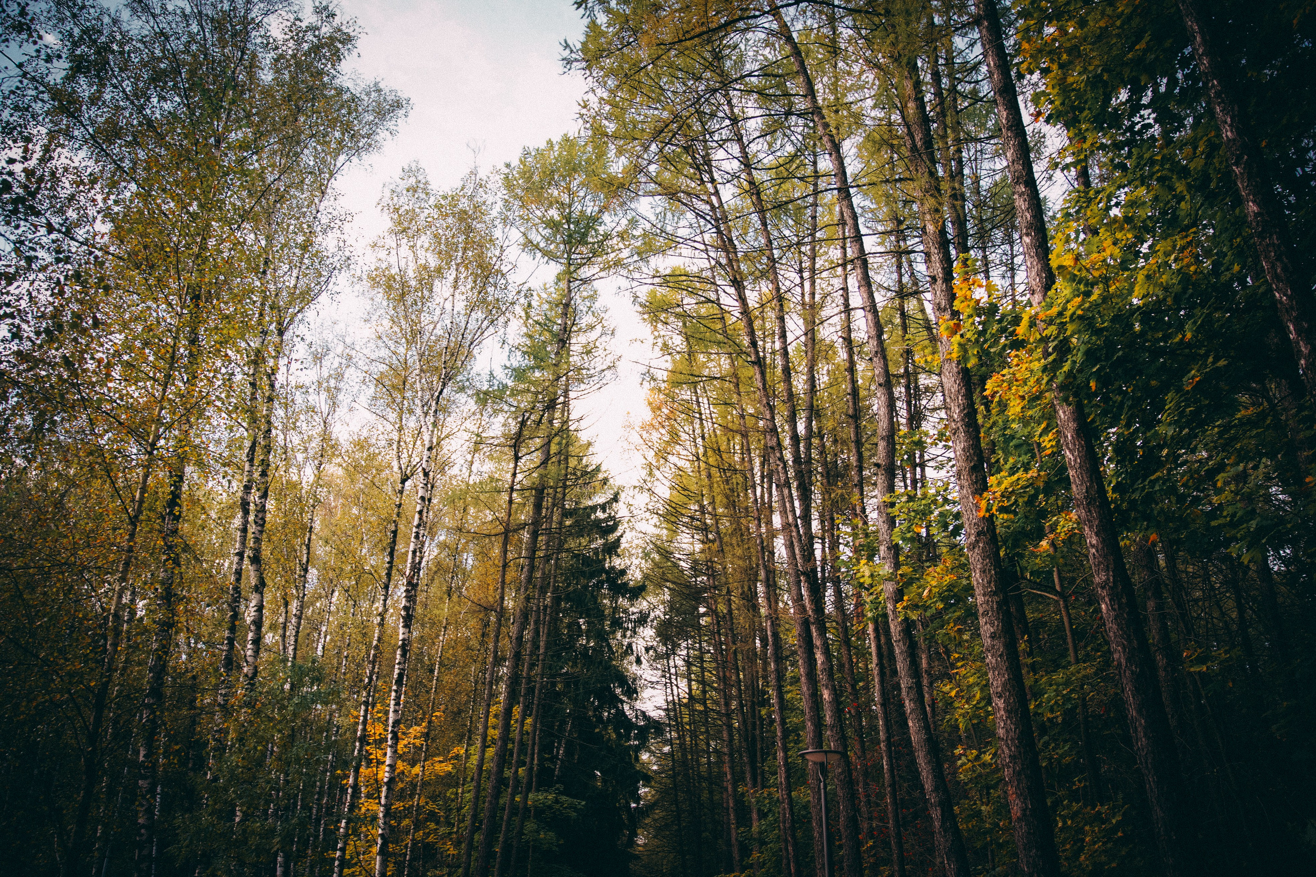 Осень 2025. Фотограф из Москвы — DASHA NOVA | Авторская фотография в разных жанрах