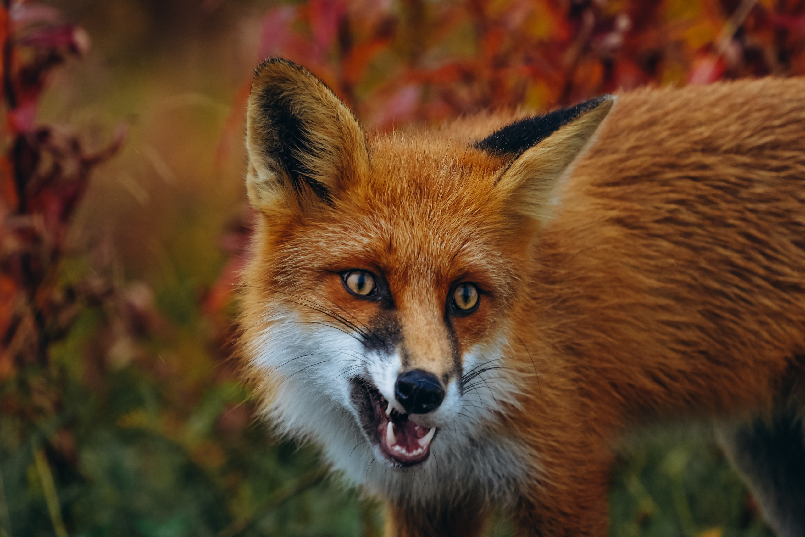 СЕВЕР. Event фотограф Степанова Александра