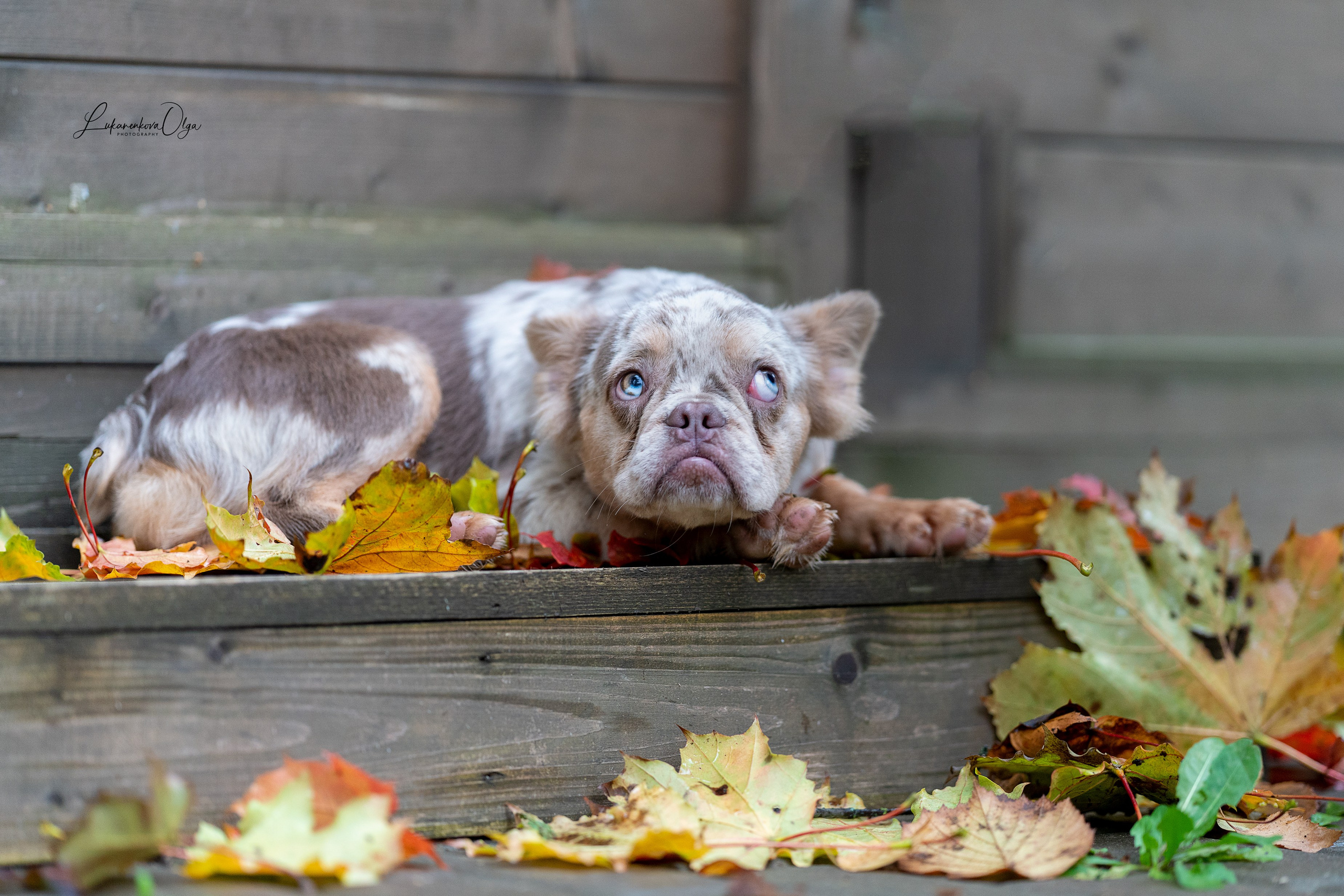 Бульдоги. Фотограф анималист Ольга Луканенкова в Москве