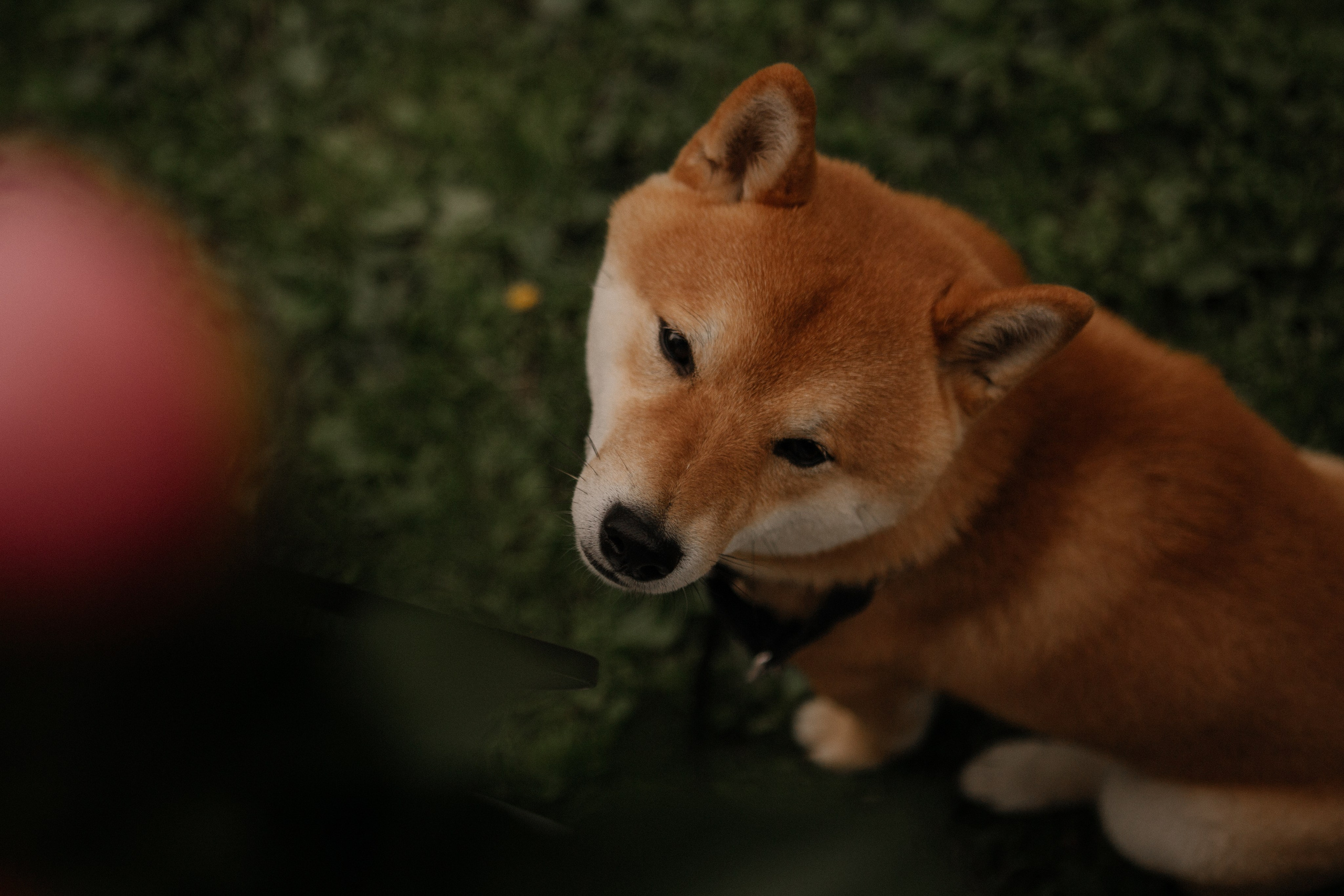 Dima and Katya. Portrait, family and pet photographer in Cyprus, Ksenia Bourdelle