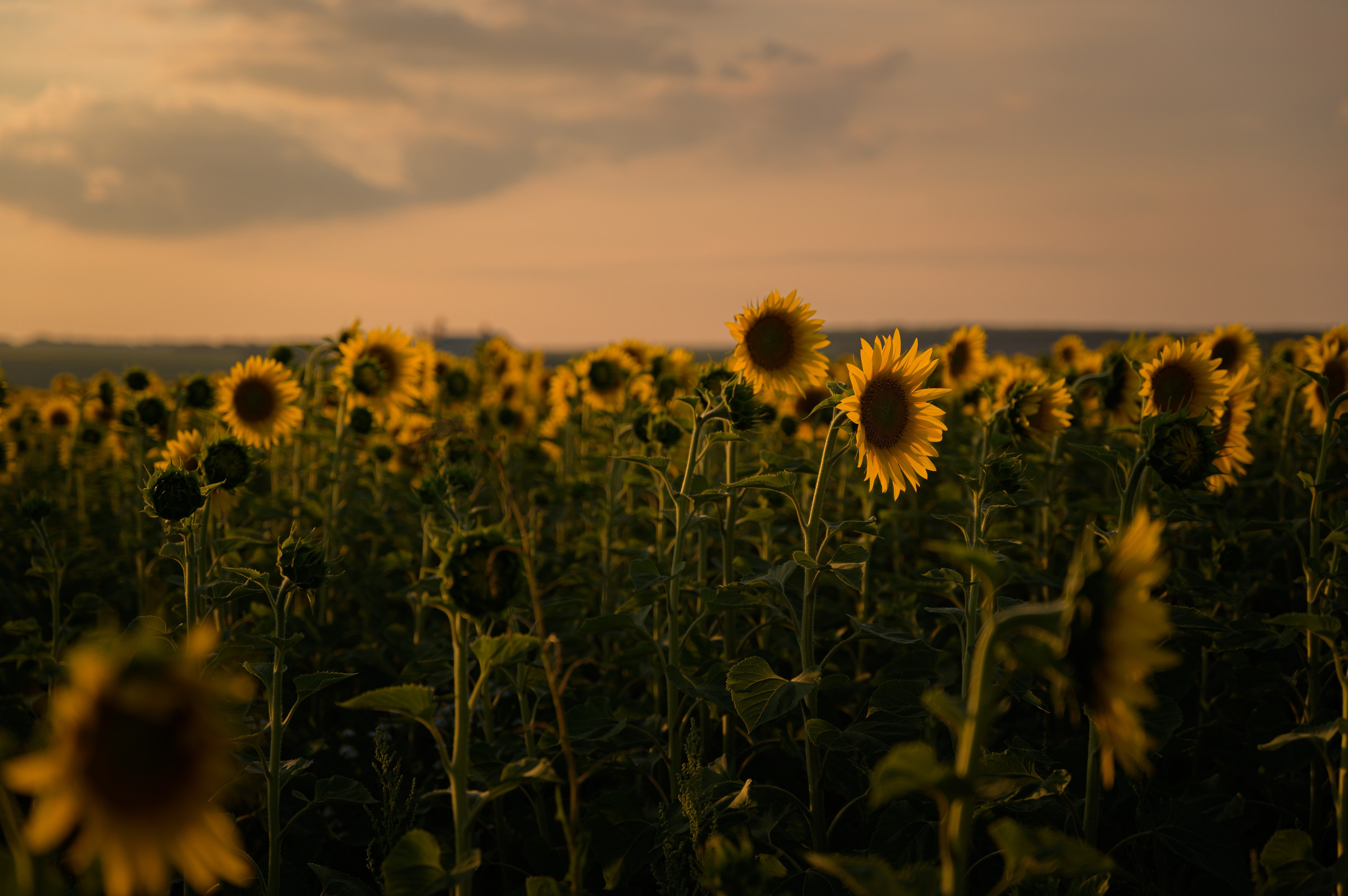 Семейный и детский фотограф в Шатках и Арзамасе Александра Магомедова