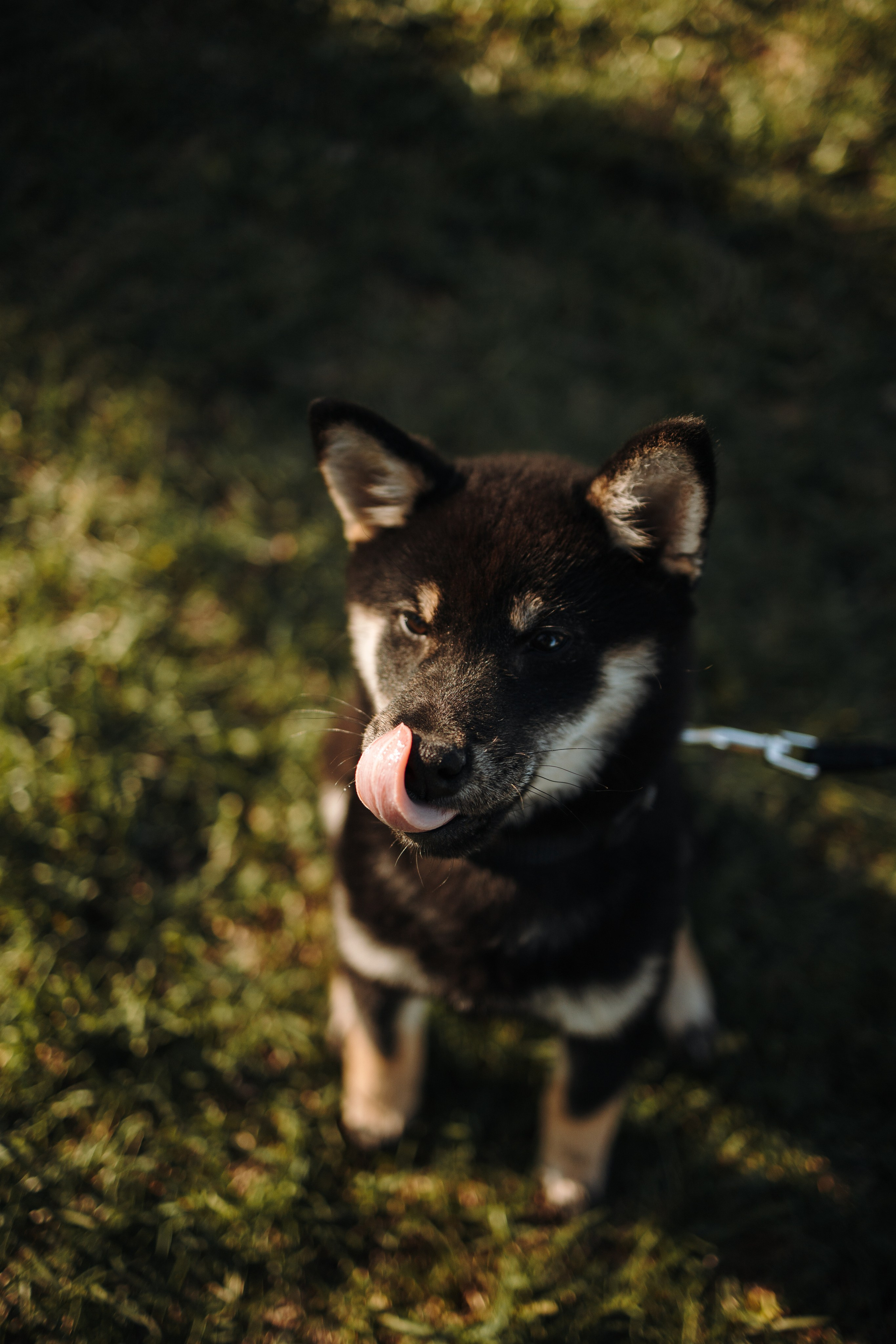 Даша и ее девочки. Фотограф — Анималист | Санкт-Петербург