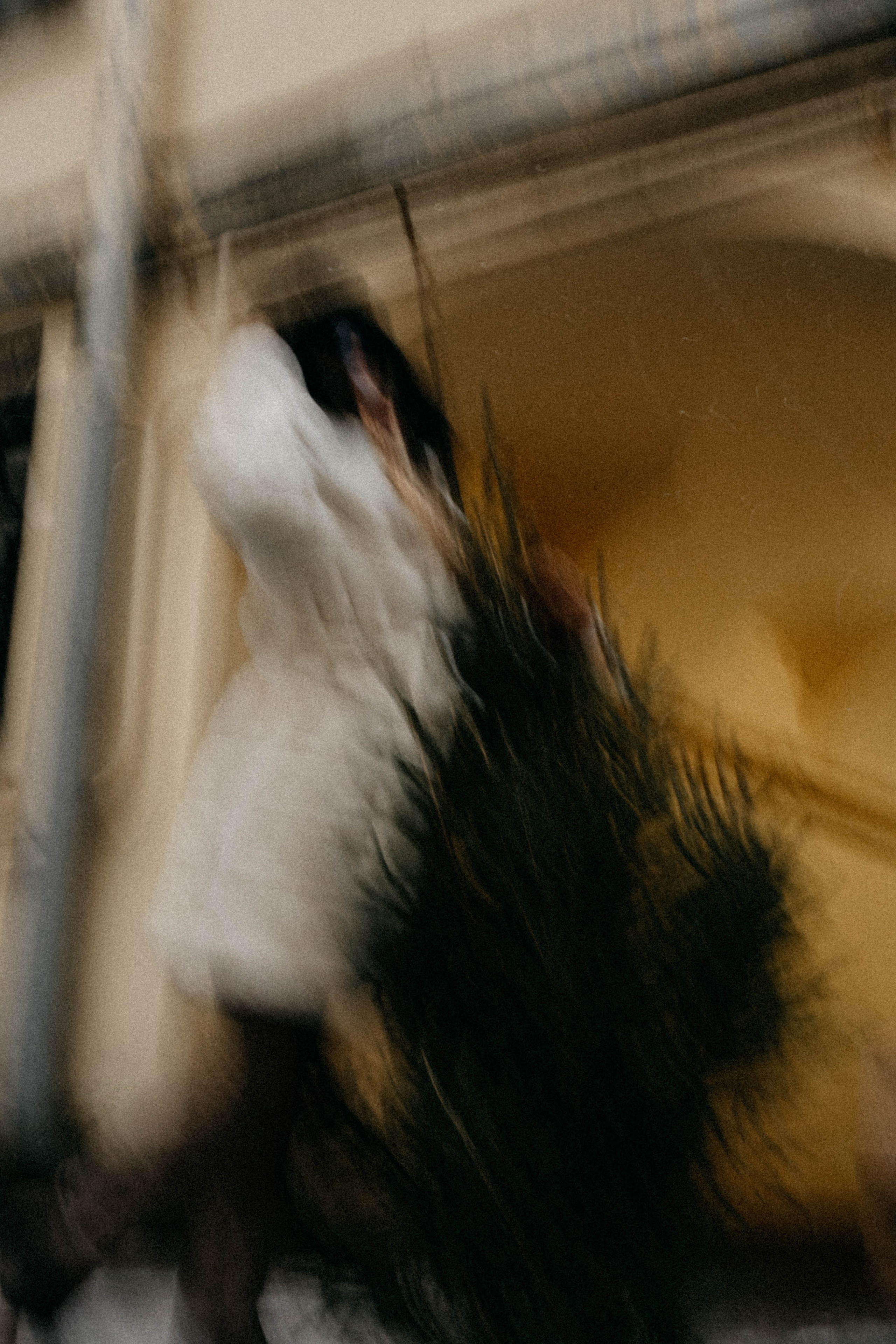 Новогодняя. Профессиональный фотограф, Санкт-Петербург — Виктория Богомолова