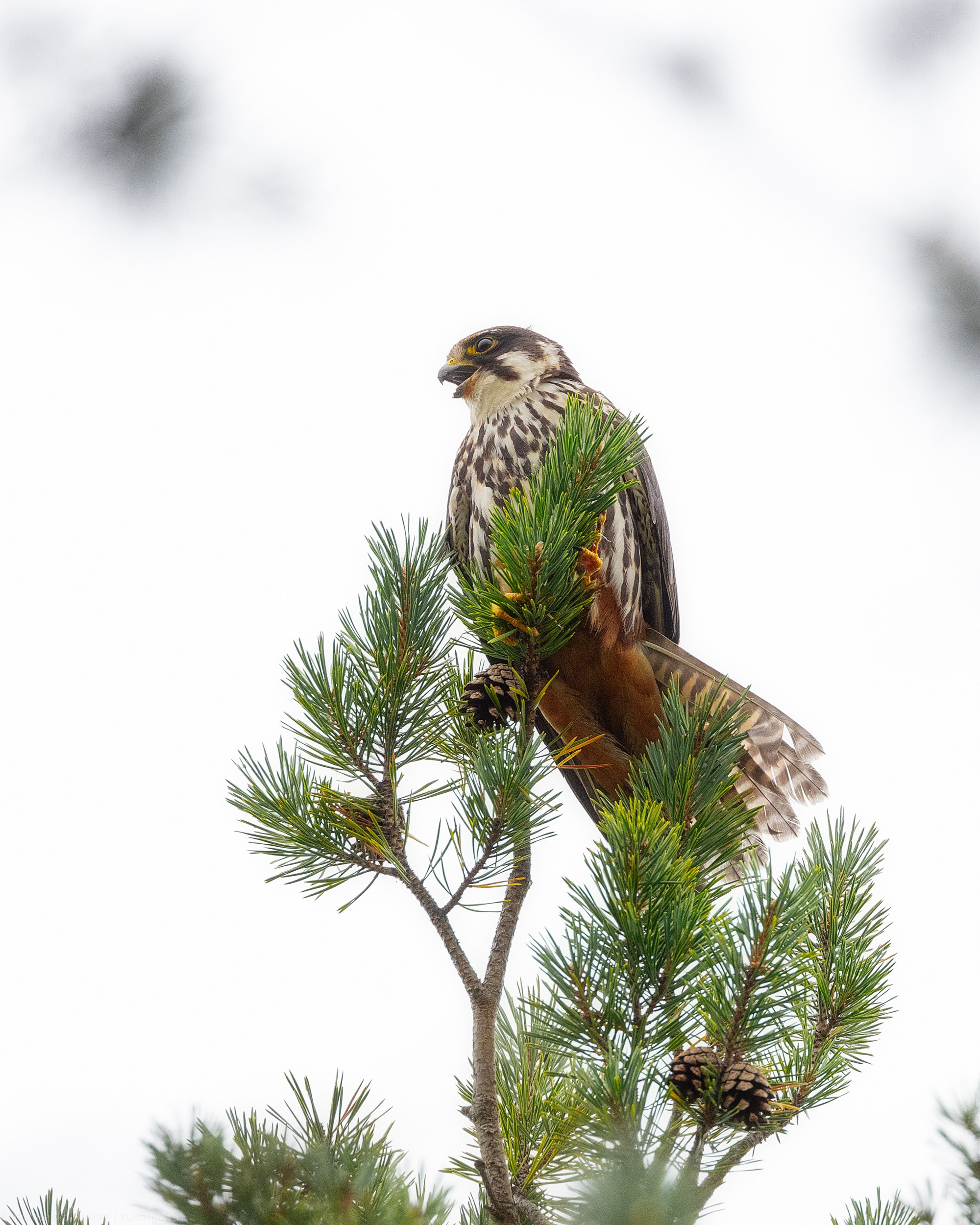 Чеглок. Архитектурный и пейзажный фотограф Кондратенко Руслан, Санкт-Петербург