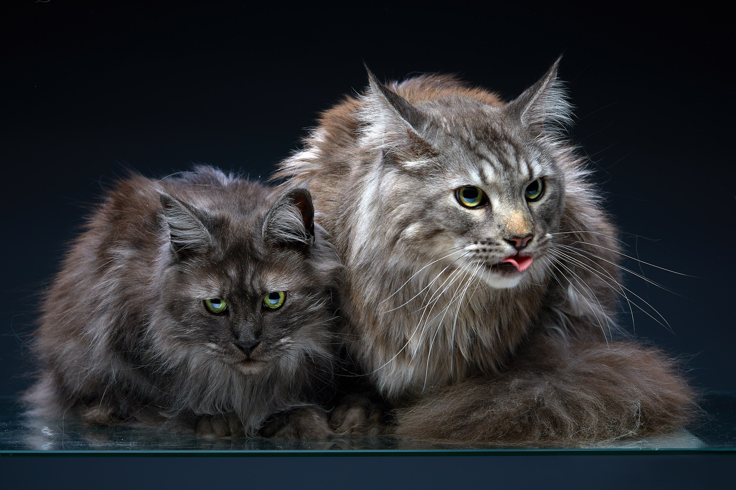 Фотопроекты и съемки на природе, с лошадьми, самолетами и авто. Выездная фотосессия. Фотограф, фотопроекты Михаила Семенова в Ярославле. Фотошкола