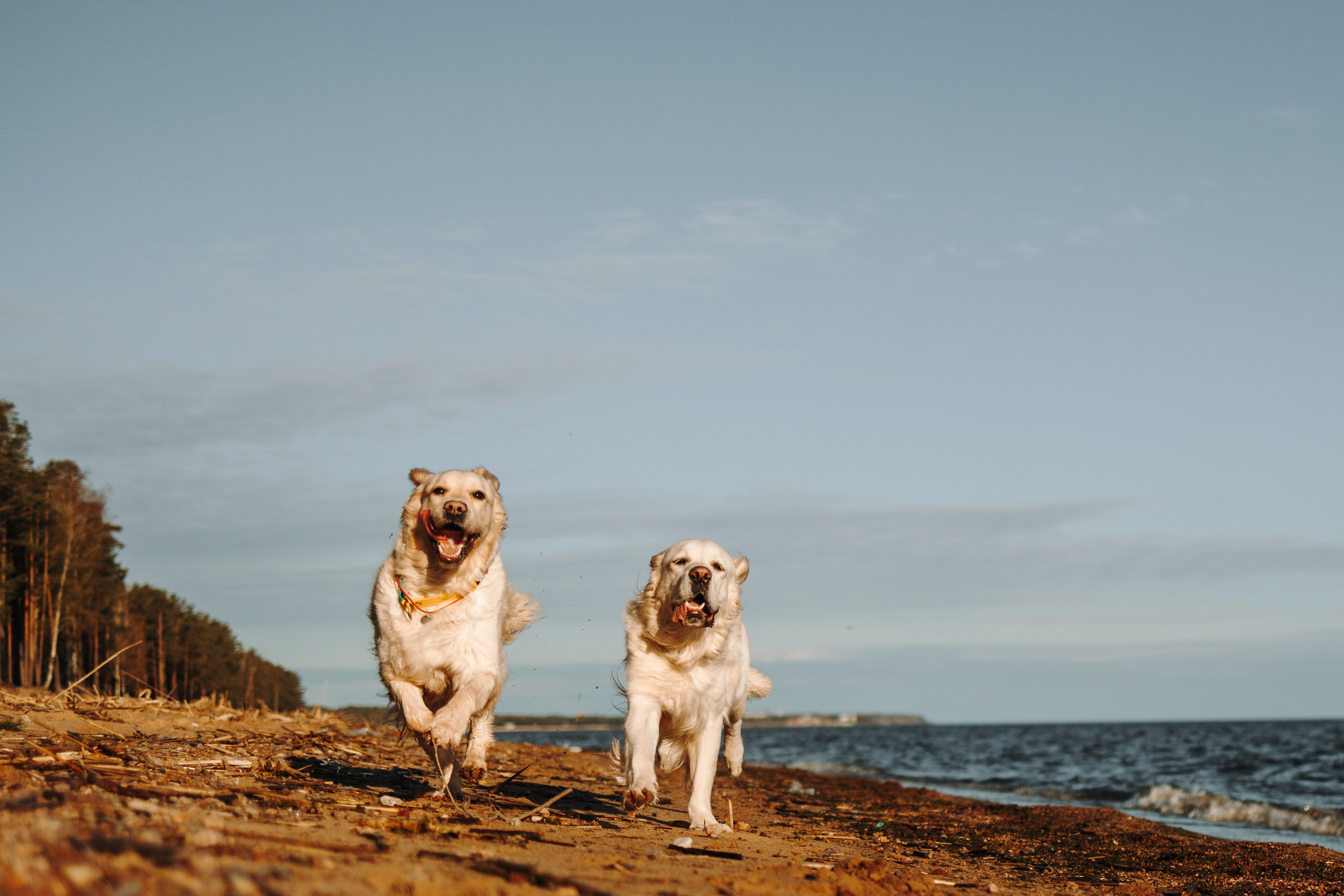Катя и ее девочки. Фотограф — Анималист | Санкт-Петербург