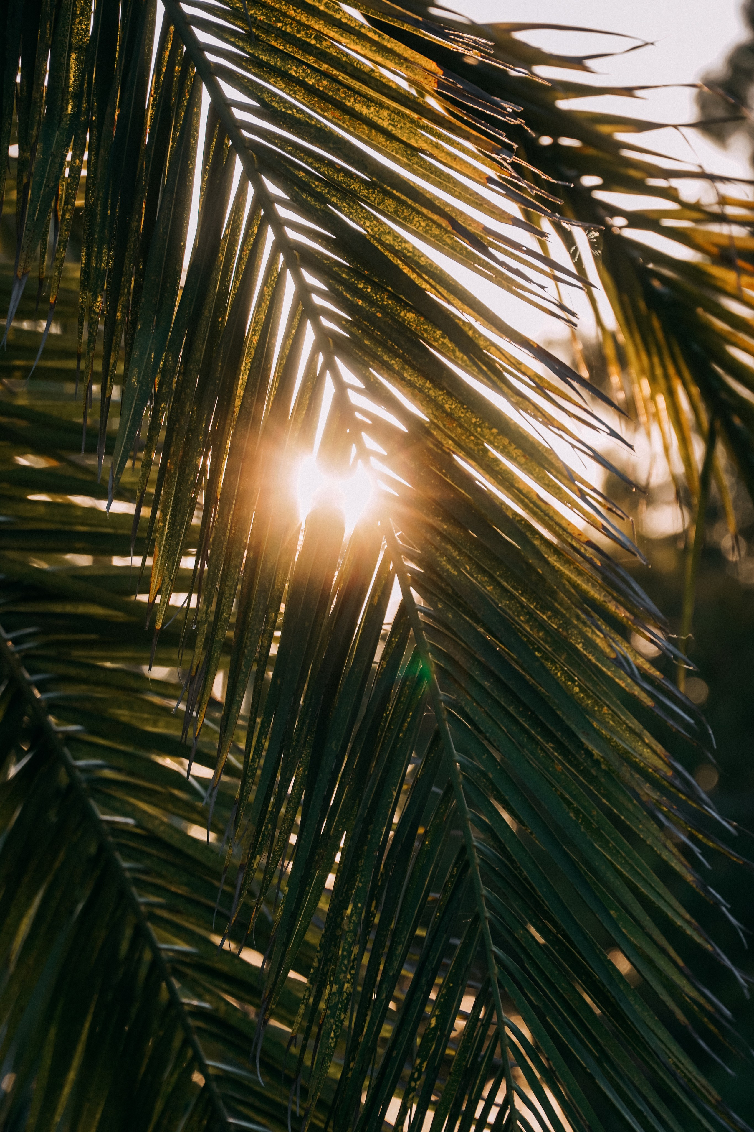 Йога Тур АБХАЗИЯ. Фото | Видео Контент Мишель Ватаманюк