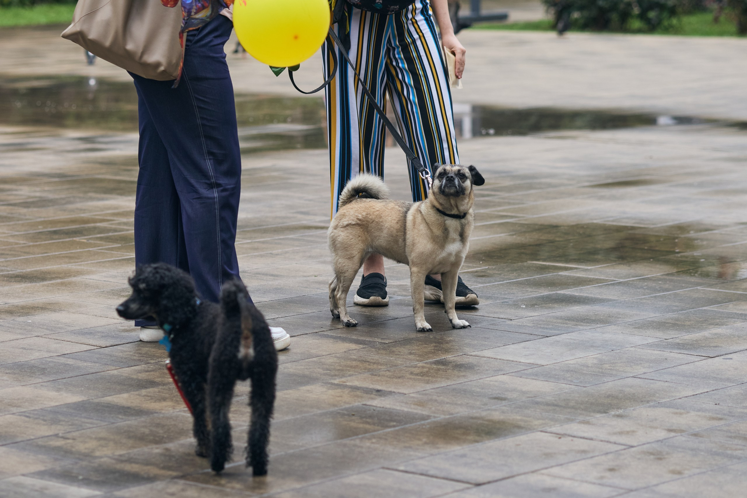 Четыре Лапы. Свадебный и репортажный фотограф Дмитрий Кононенко