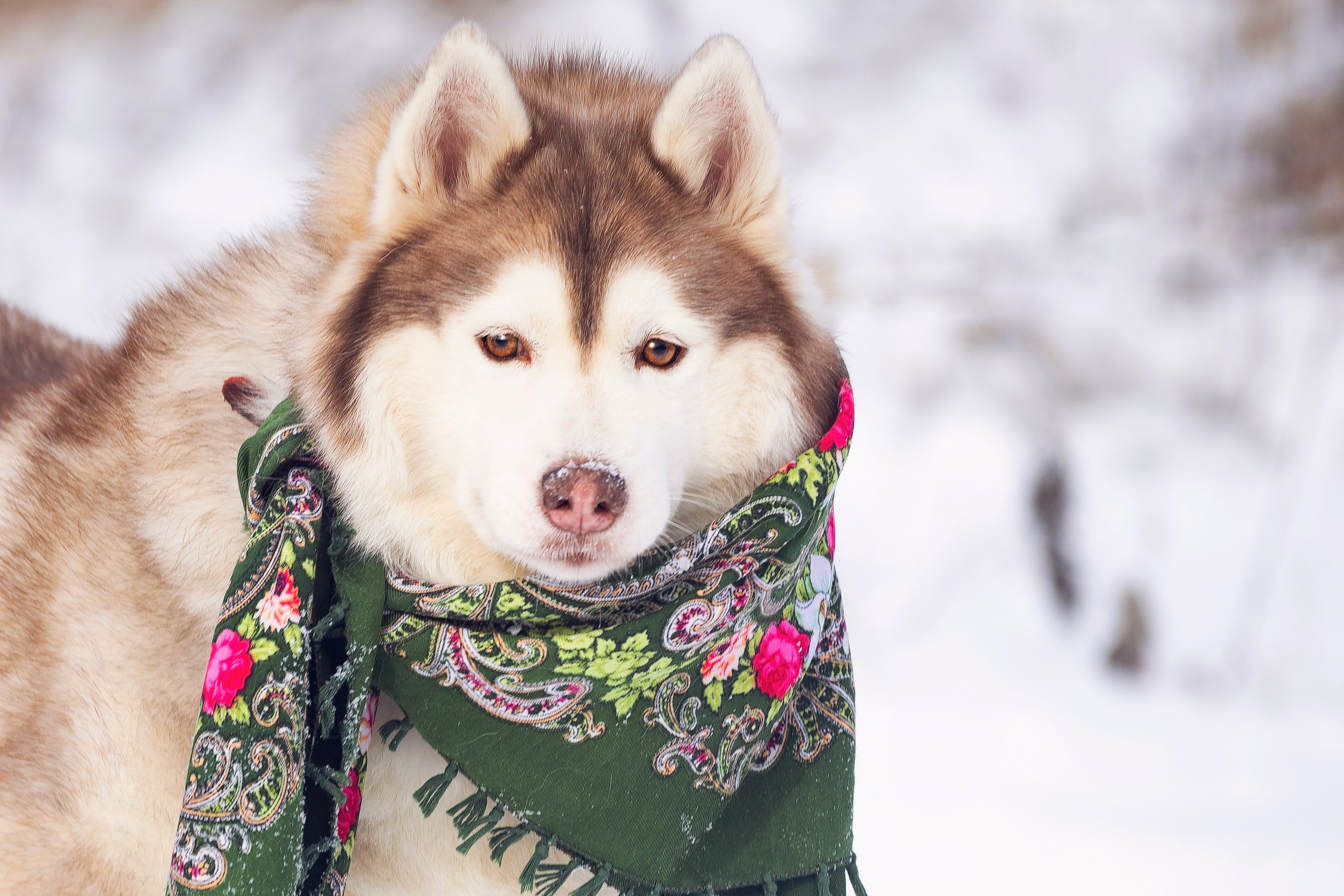Собаки на улице. Slavilada-Лапки. Свет. Любовь… Профессиональная фотосессия питомцев Для памяти, пристройства и продажи. Хабаровск