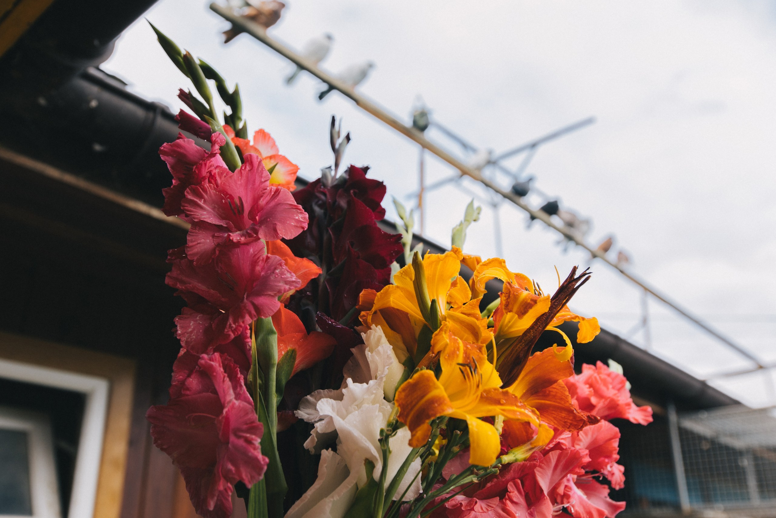 Любовь и Голуби. Обо мне