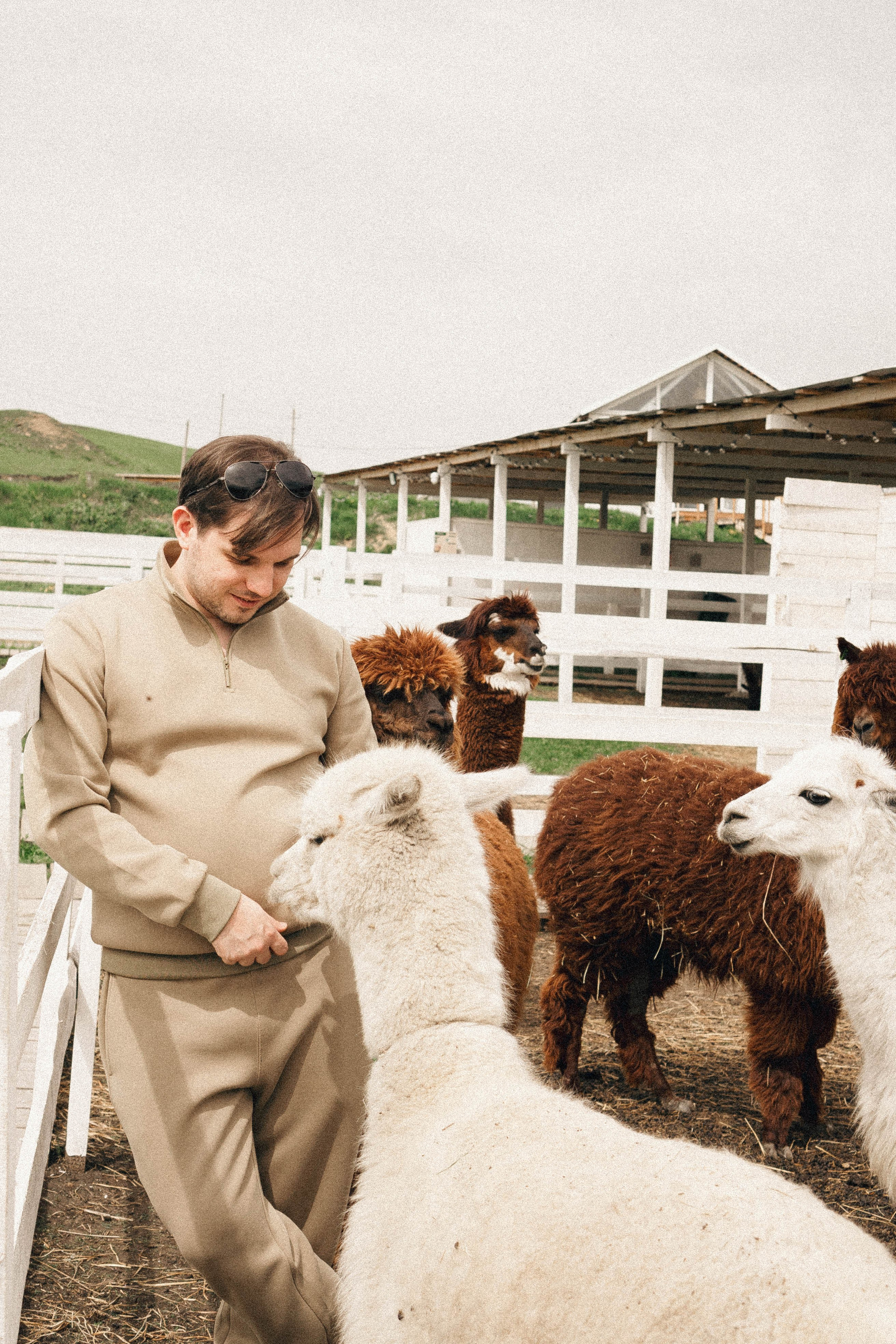 Ферма Альпак. Профессиональный фотограф, Санкт-Петербург — Виктория Богомолова
