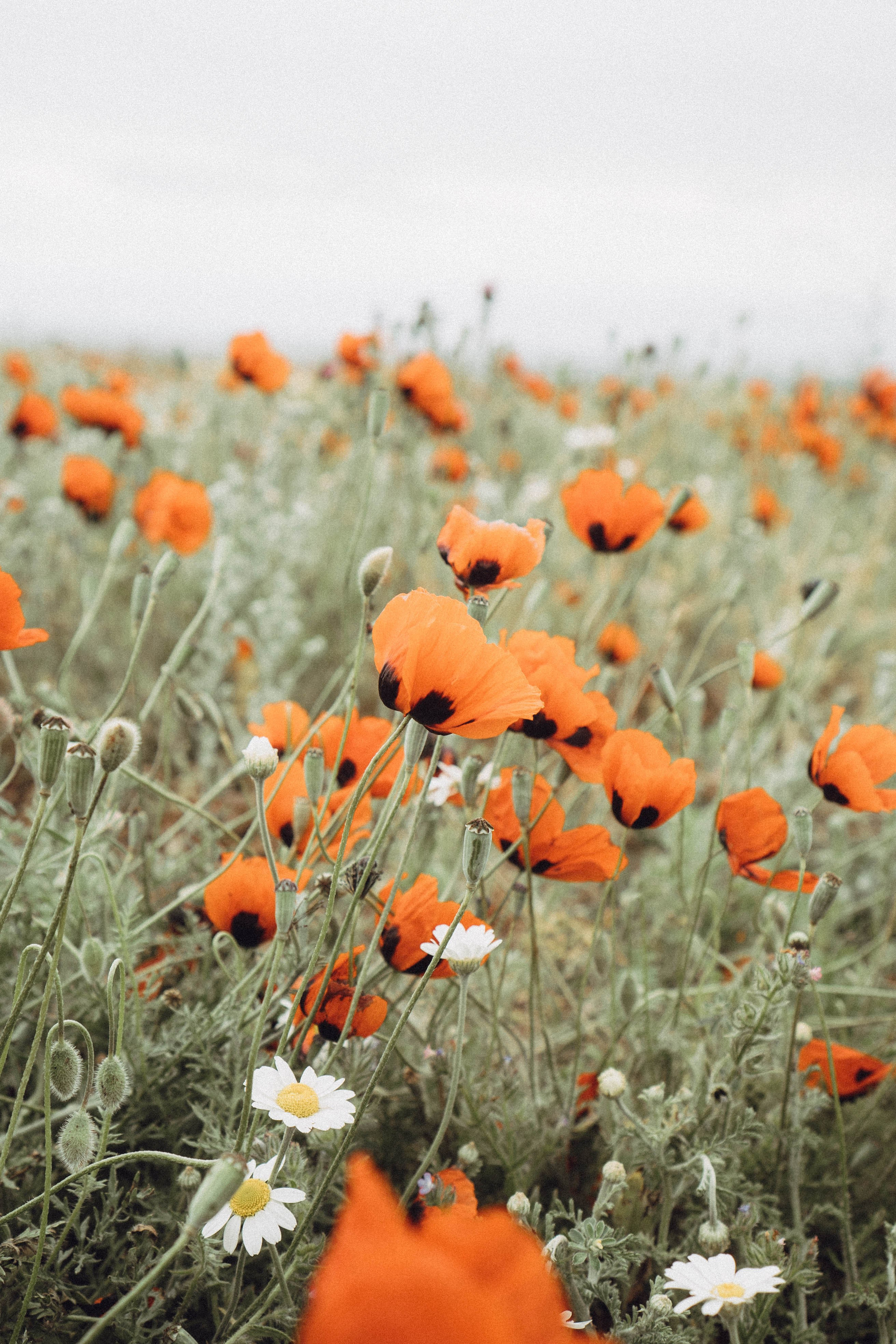 Кавказ. Профессиональный фотограф, Санкт-Петербург — Виктория Богомолова