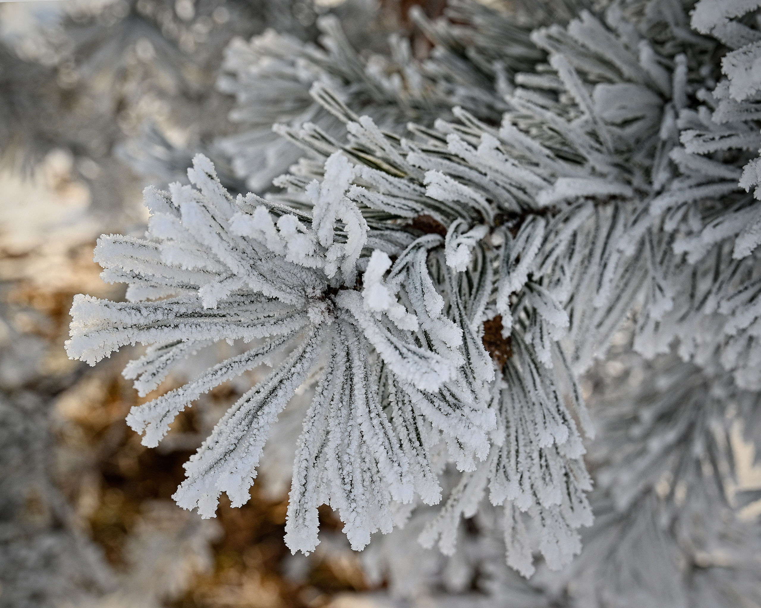 Сибирская зима прекрасна!. FotoGraf