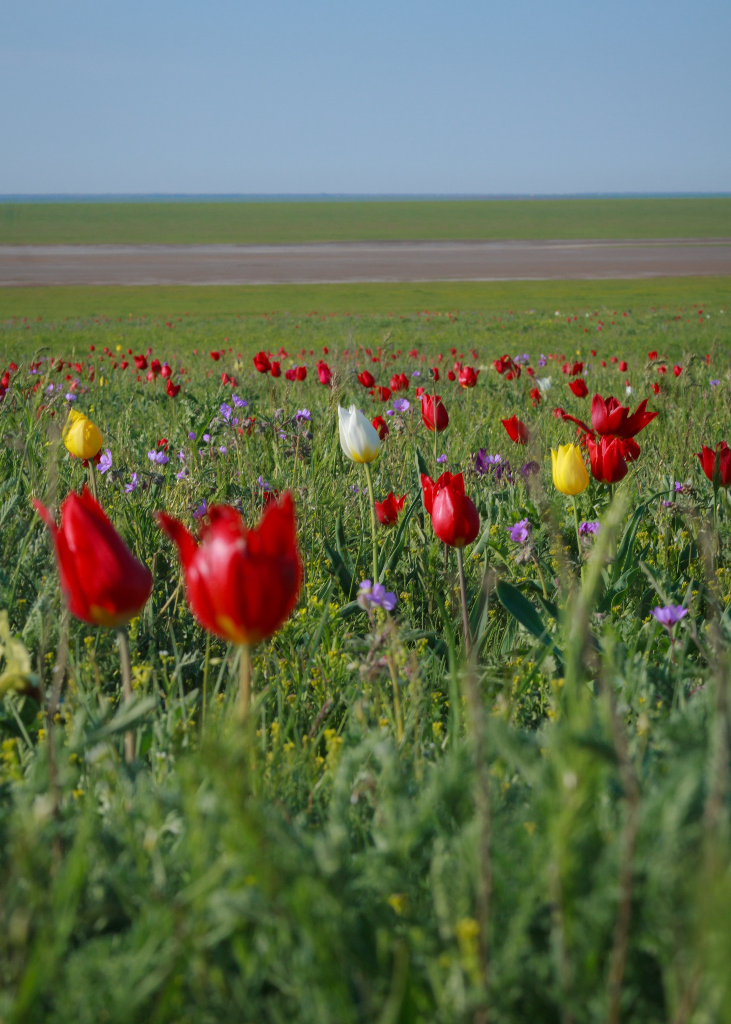 Тюльпаны и весенняя цветущая степь
