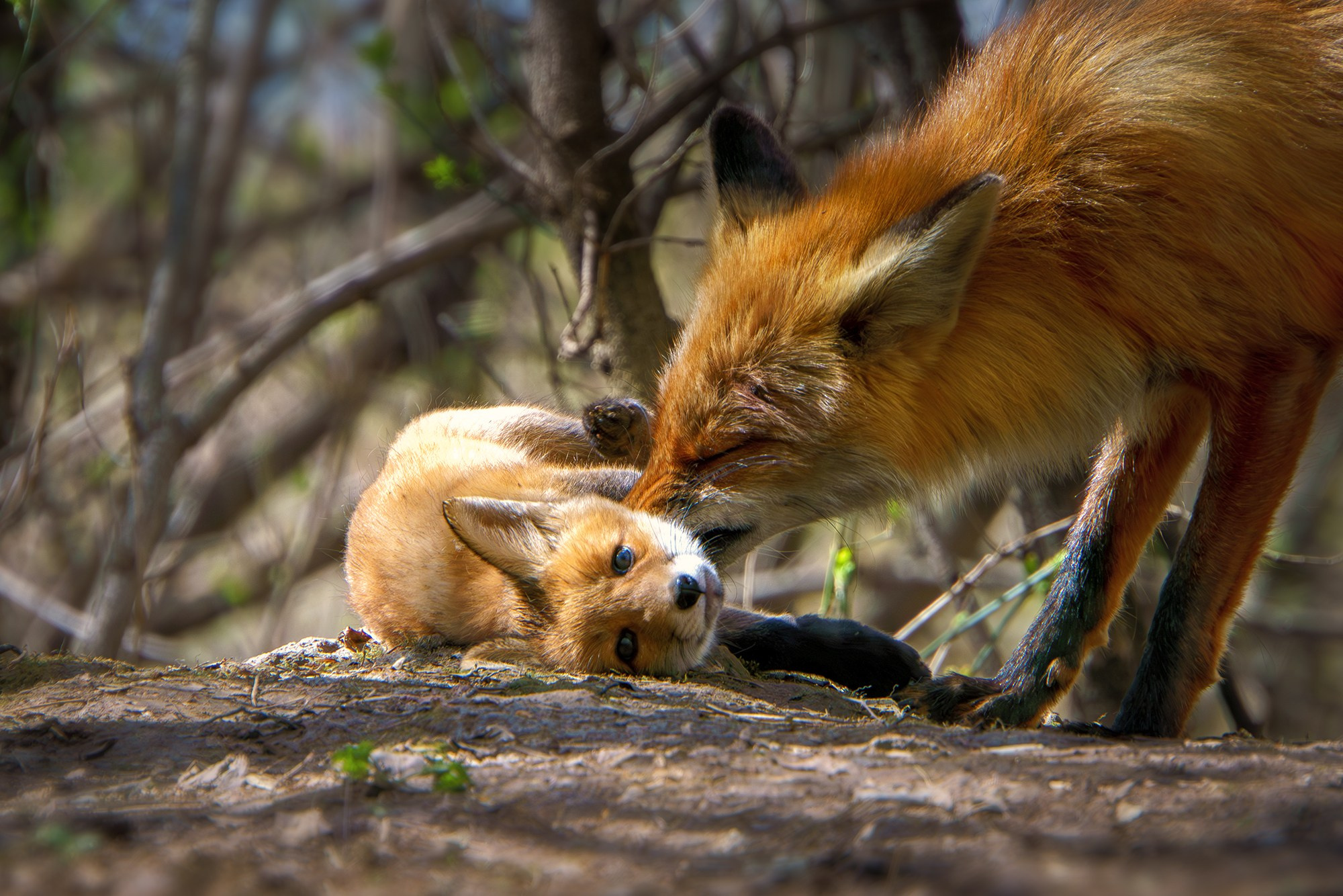 Животные. Ваш личный фотограф Марина Волкова