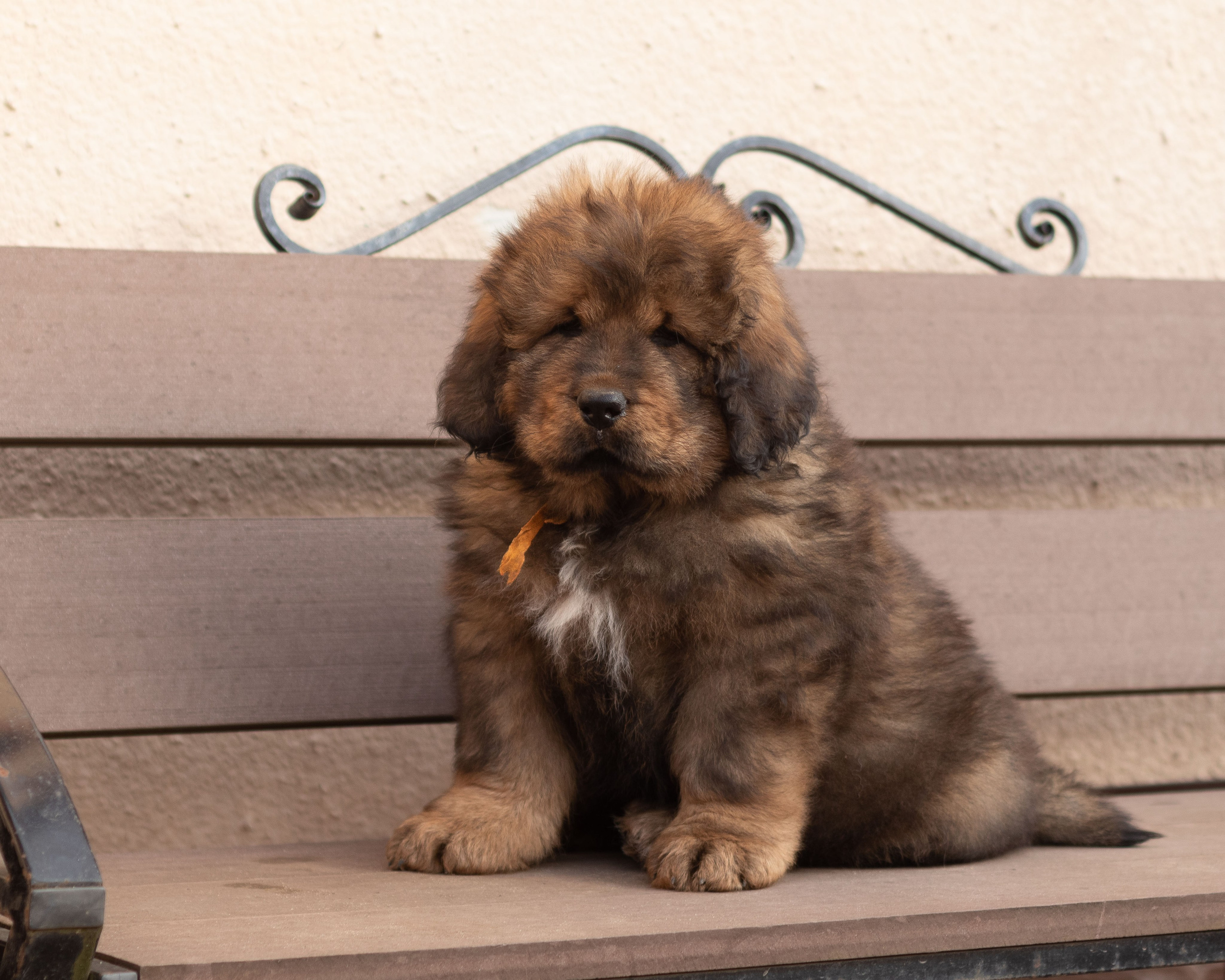 Тибетский мастиф. Юлия Микульская. Рыбинск