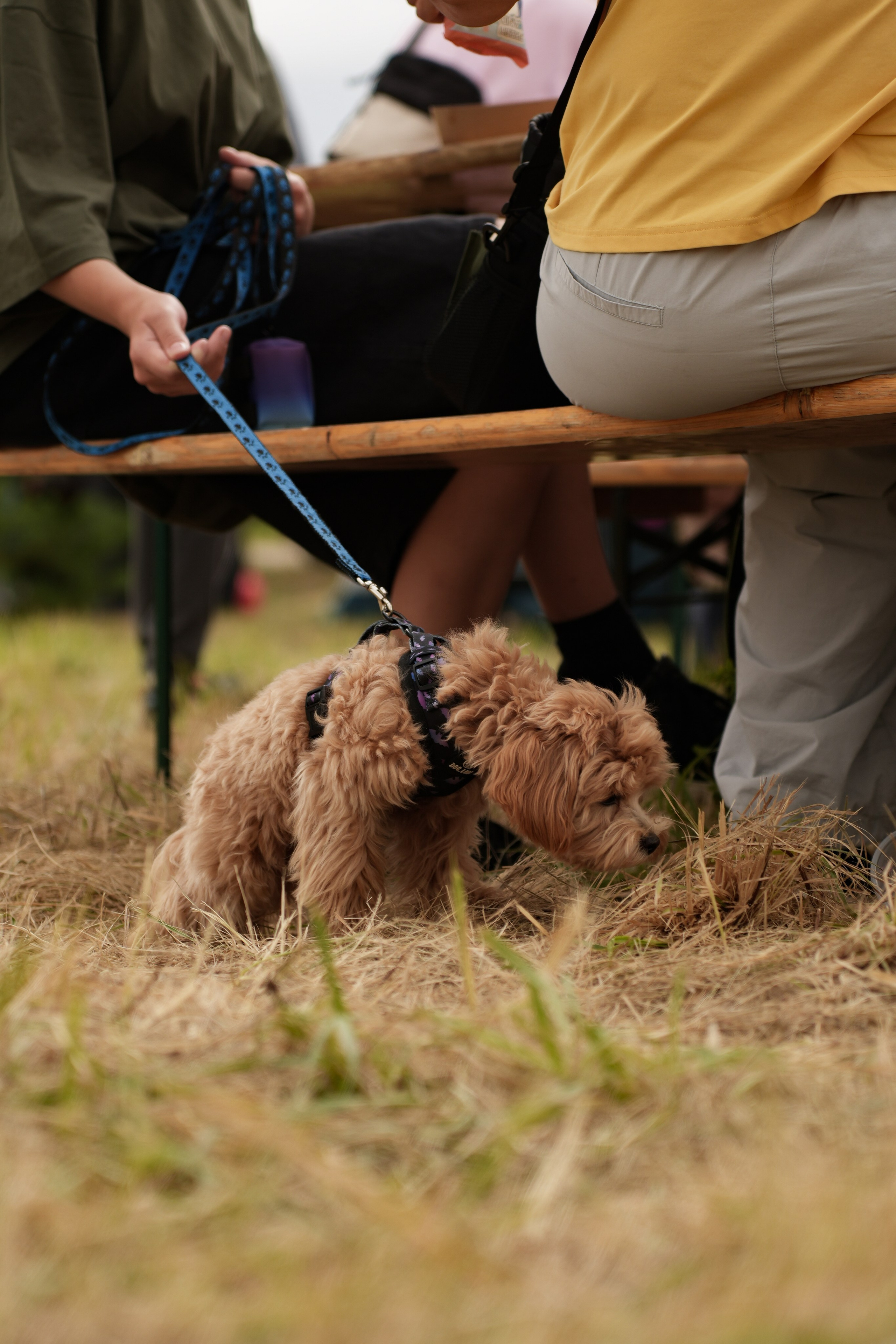 Фестиваль шаров Переславль. Свадебный и семейный видеограф в Москве Гера Филатов