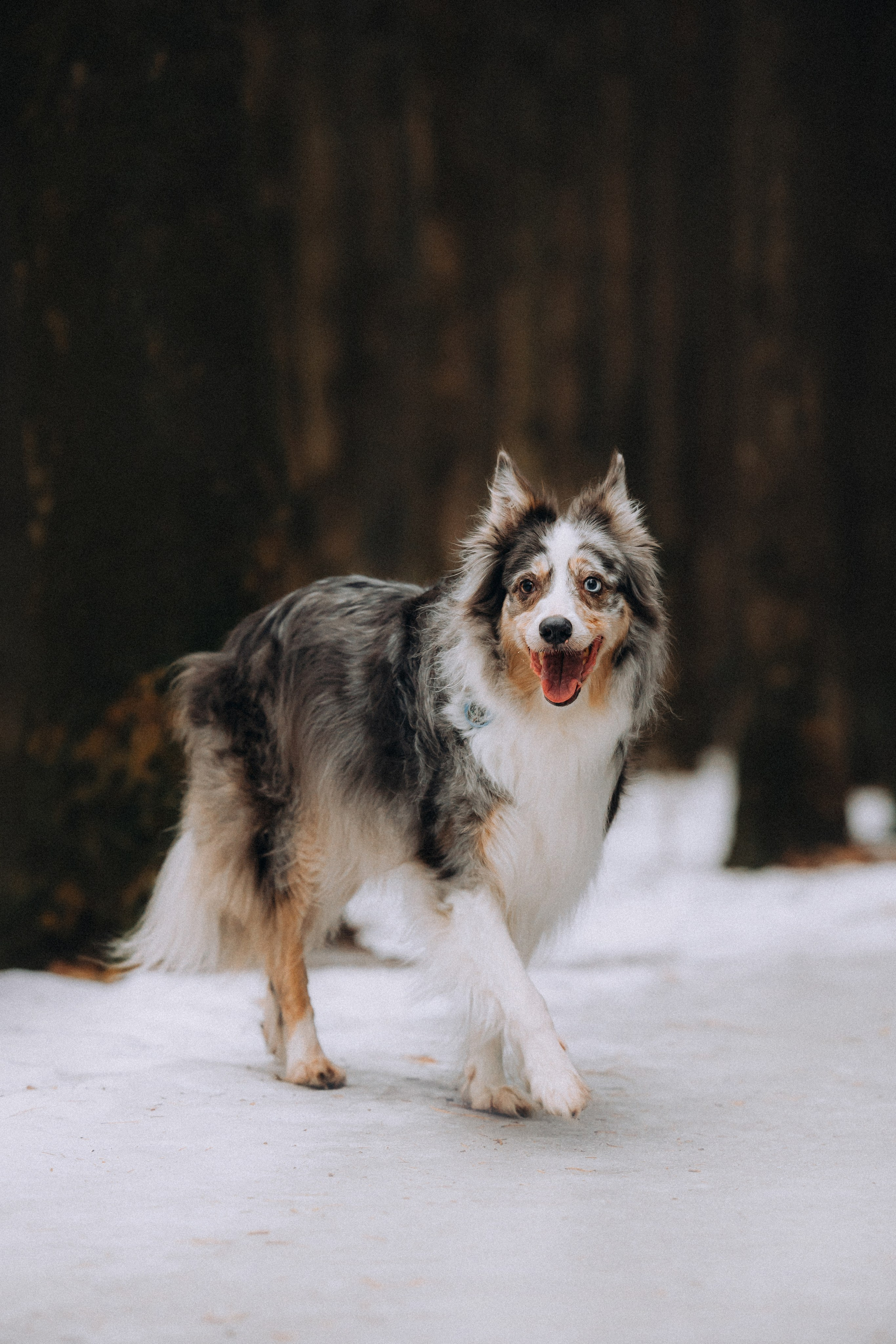 Полина, Милли и Паддингтон