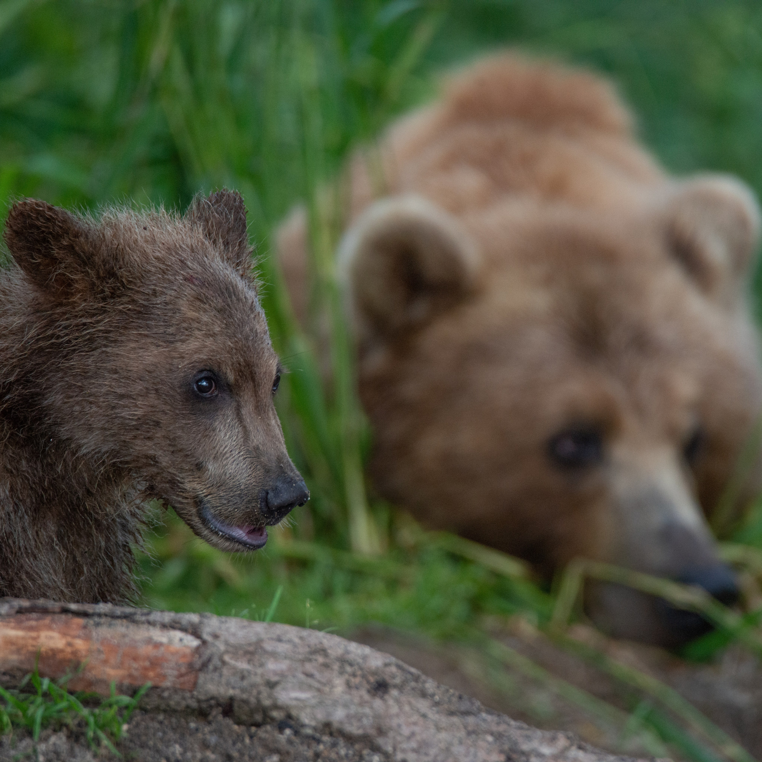Камчатка — земля медведей. Игорь Иванко — Репортажный и событийный фотограф. Москва