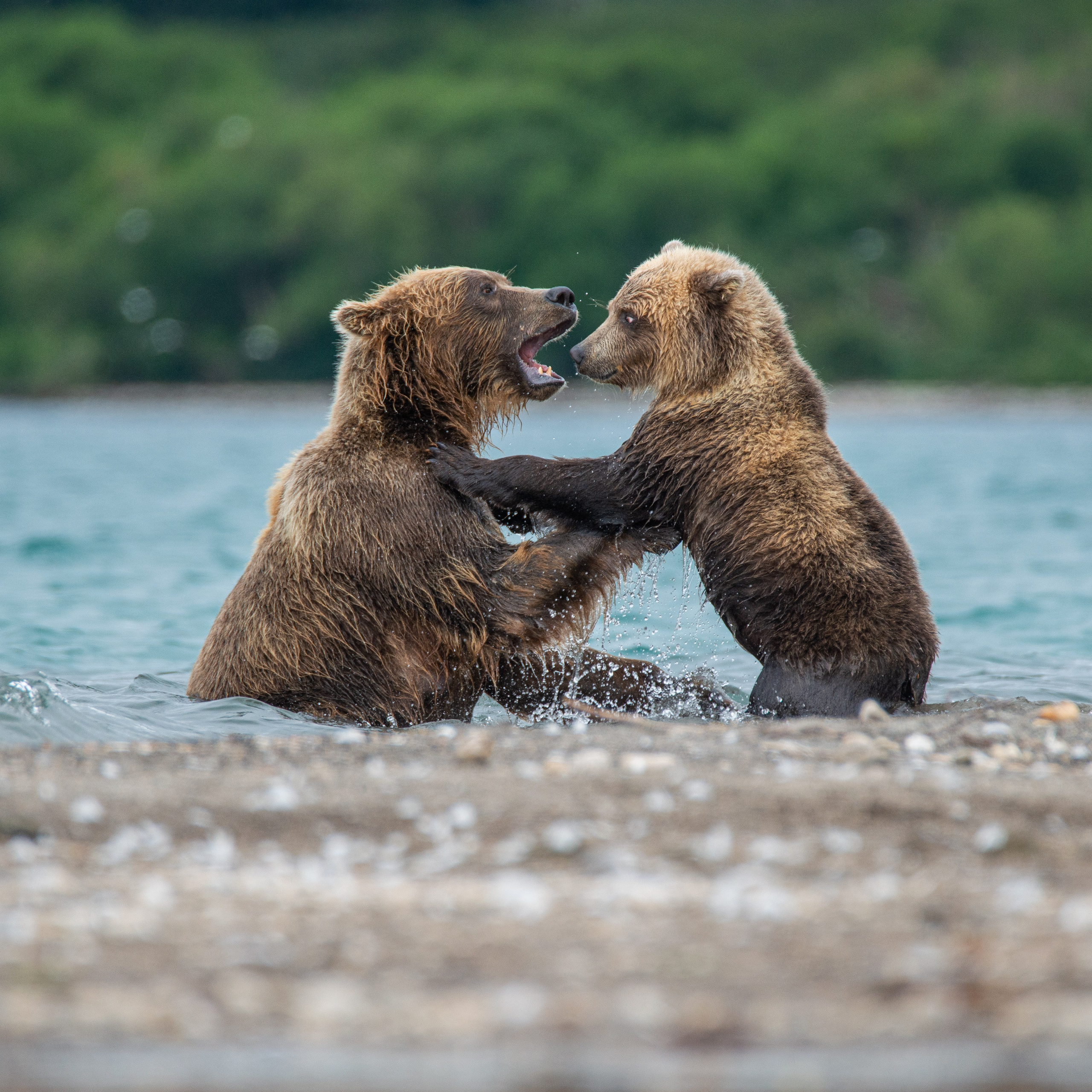 Камчатка — земля медведей. Игорь Иванко — Репортажный и событийный фотограф. Москва