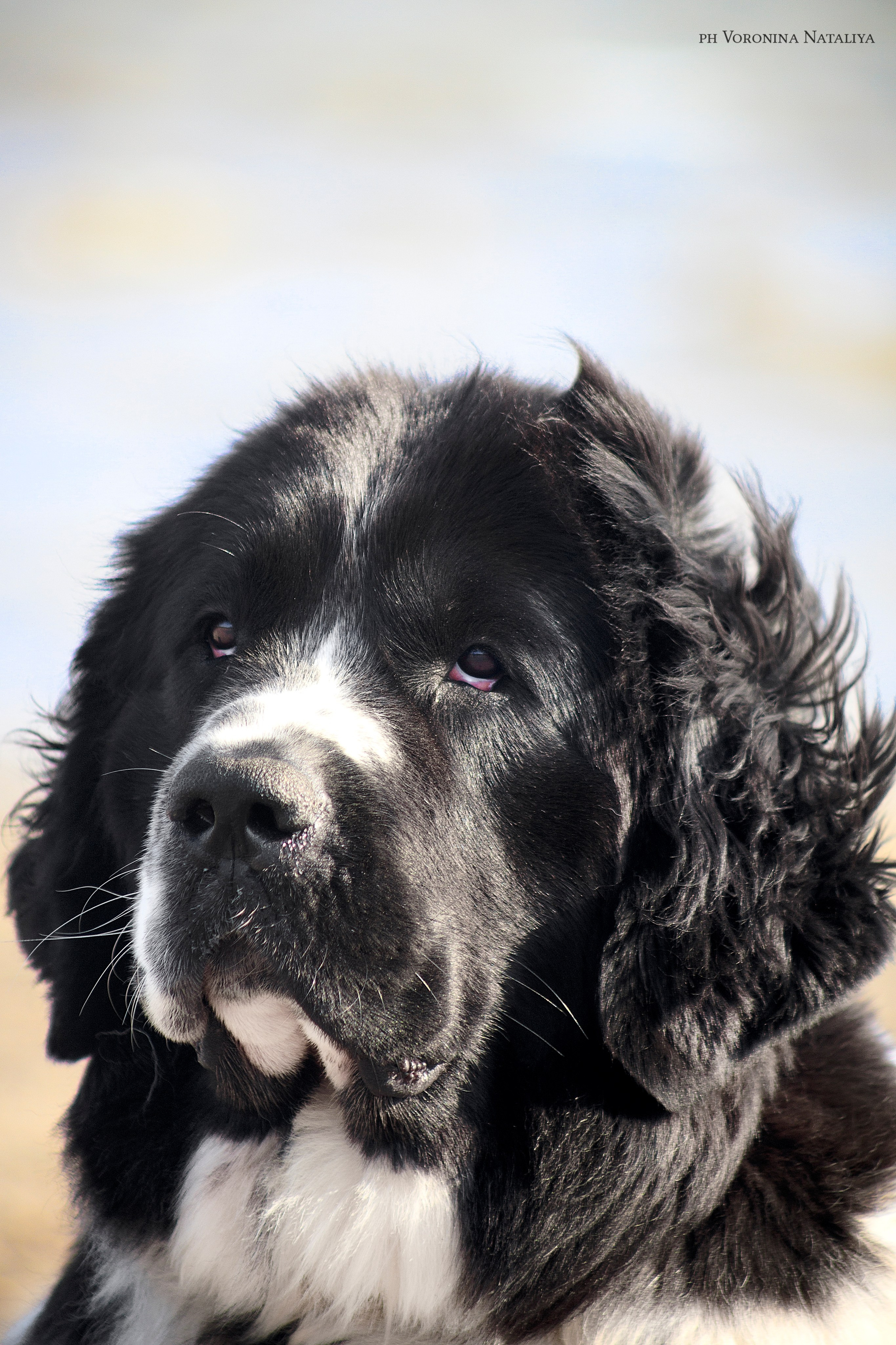 Анимализм Анжелика Сентябрь. Воронина Наталия — индивидуальный и свадебный фотограф в Рязани