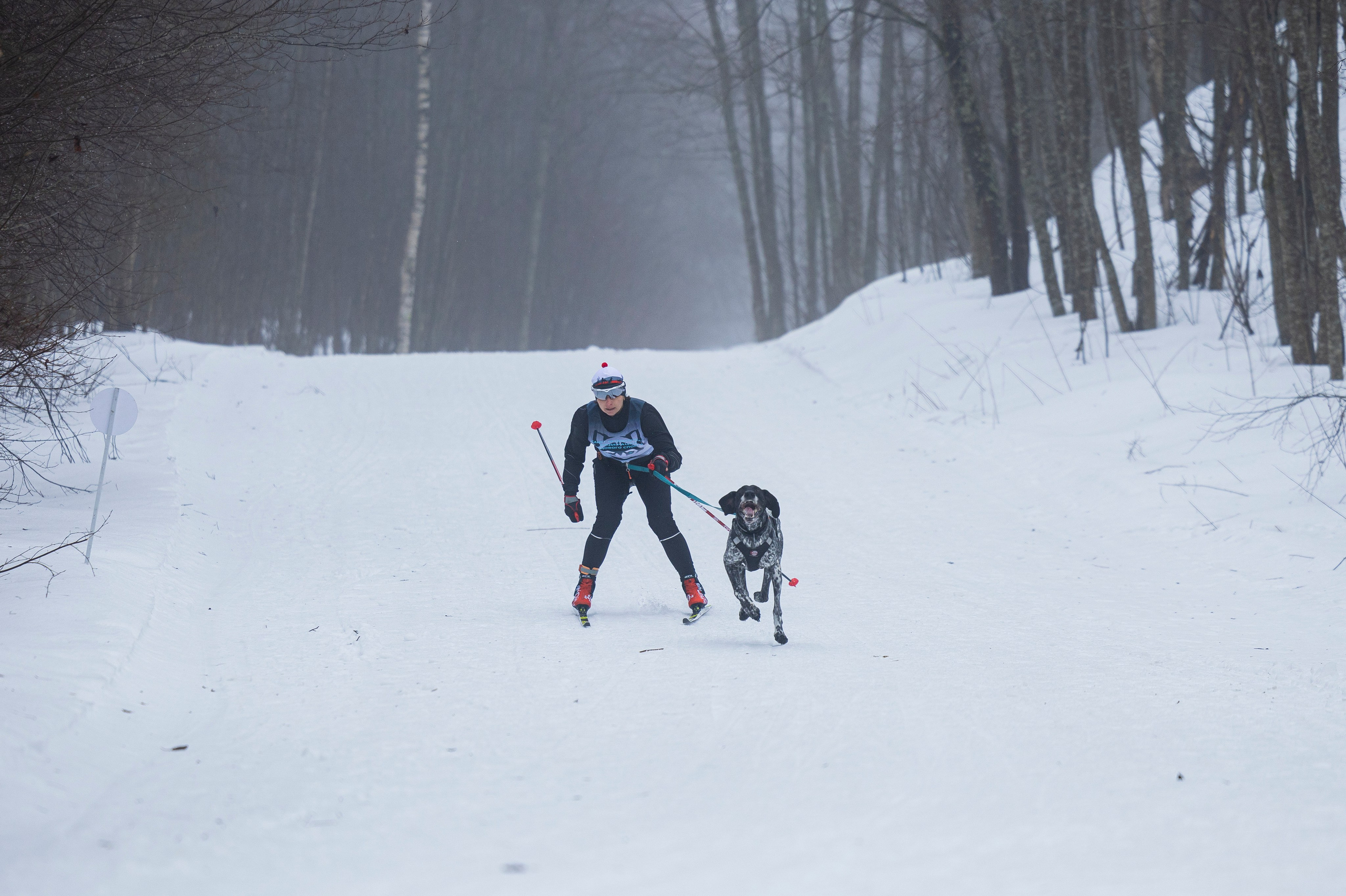 Зимний Чемпионат Санкт-Петербурга по ездовому спорту. Фотограф-анималист Анна Маринич