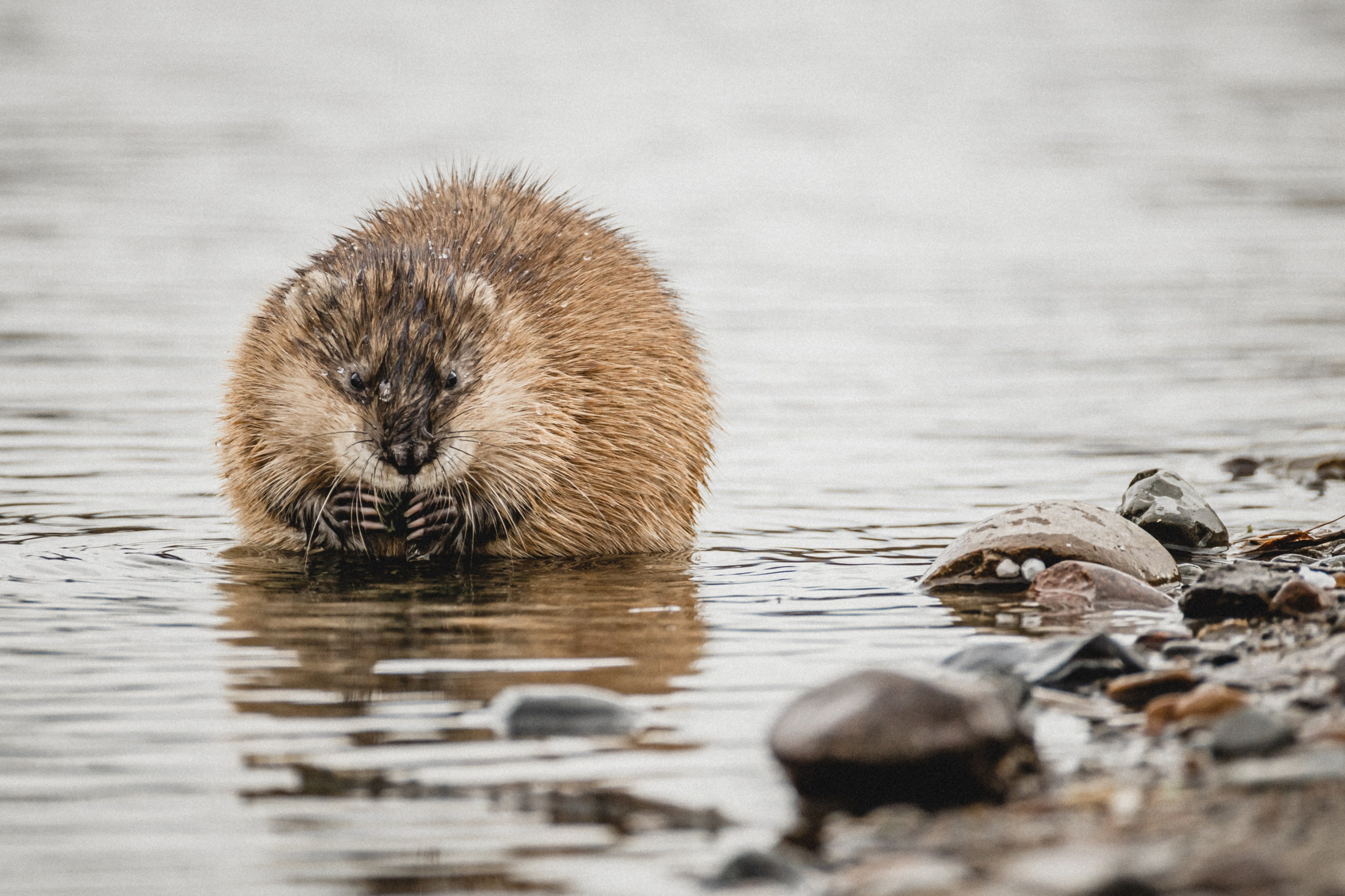 Ондатры. Фотограф в Красноярске Оксана Корчагина