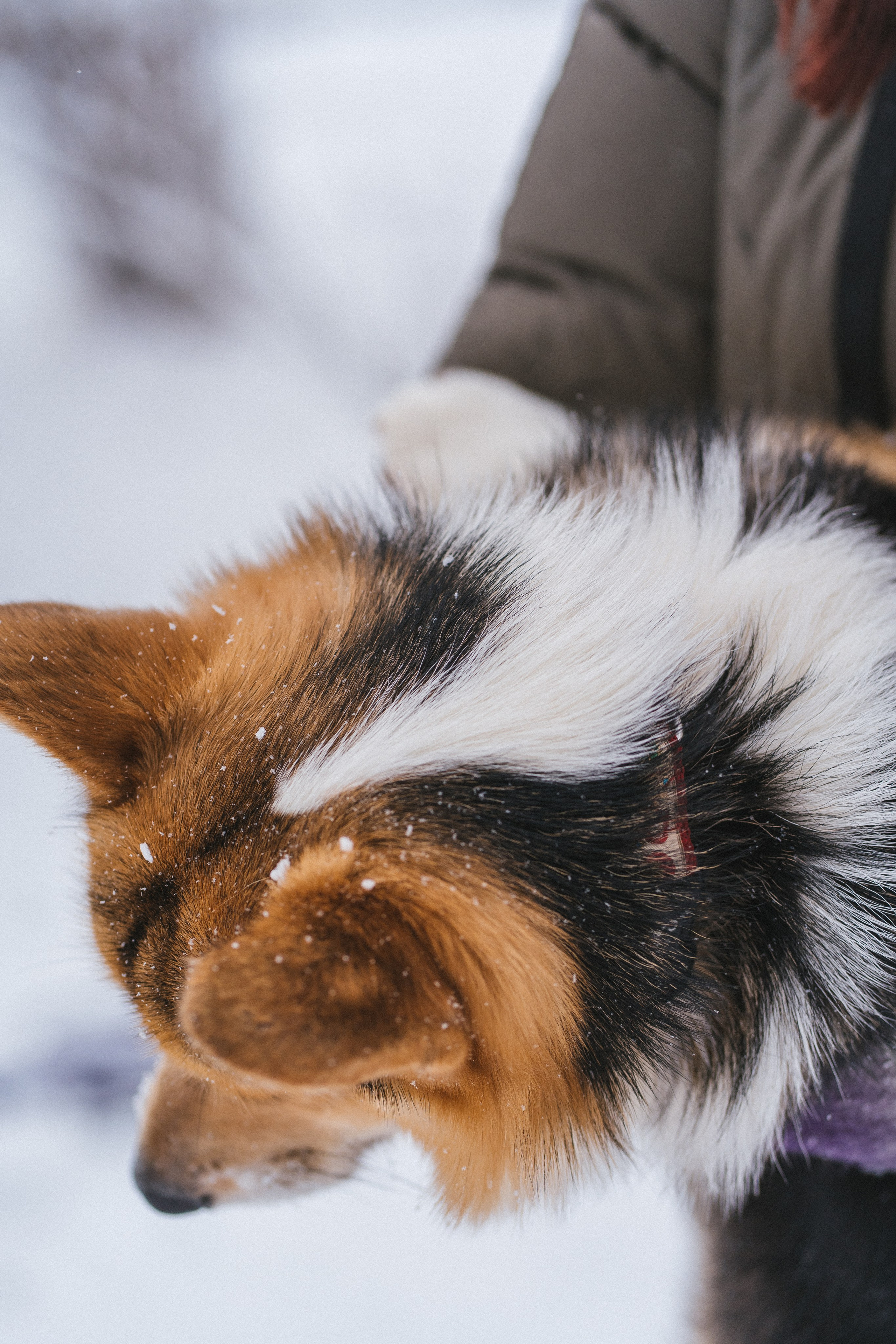 Каспер и Полина. Свадебный фотограф в Москве Анна Полушина