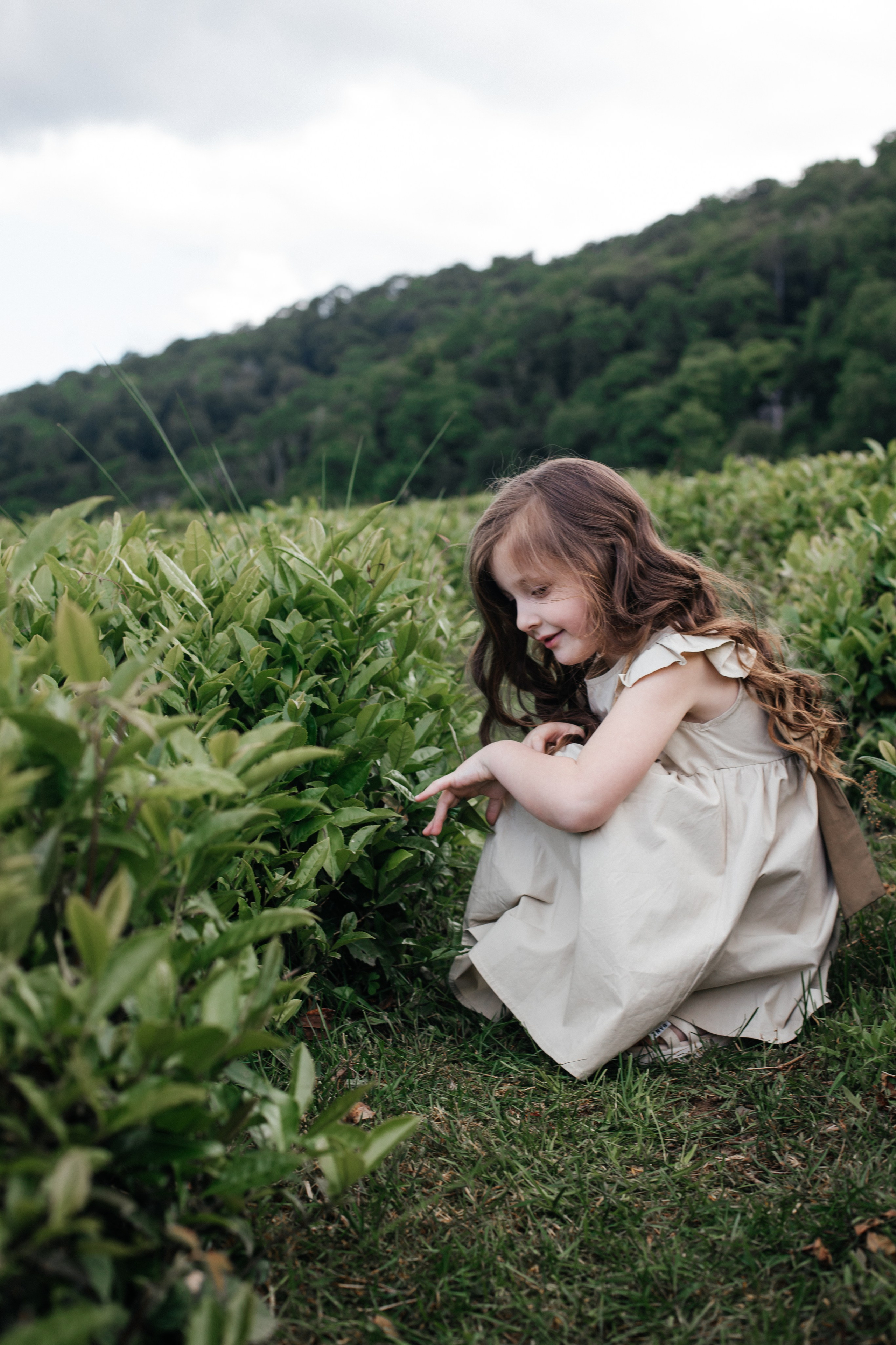 Tea plantation. Efimova Model Agency