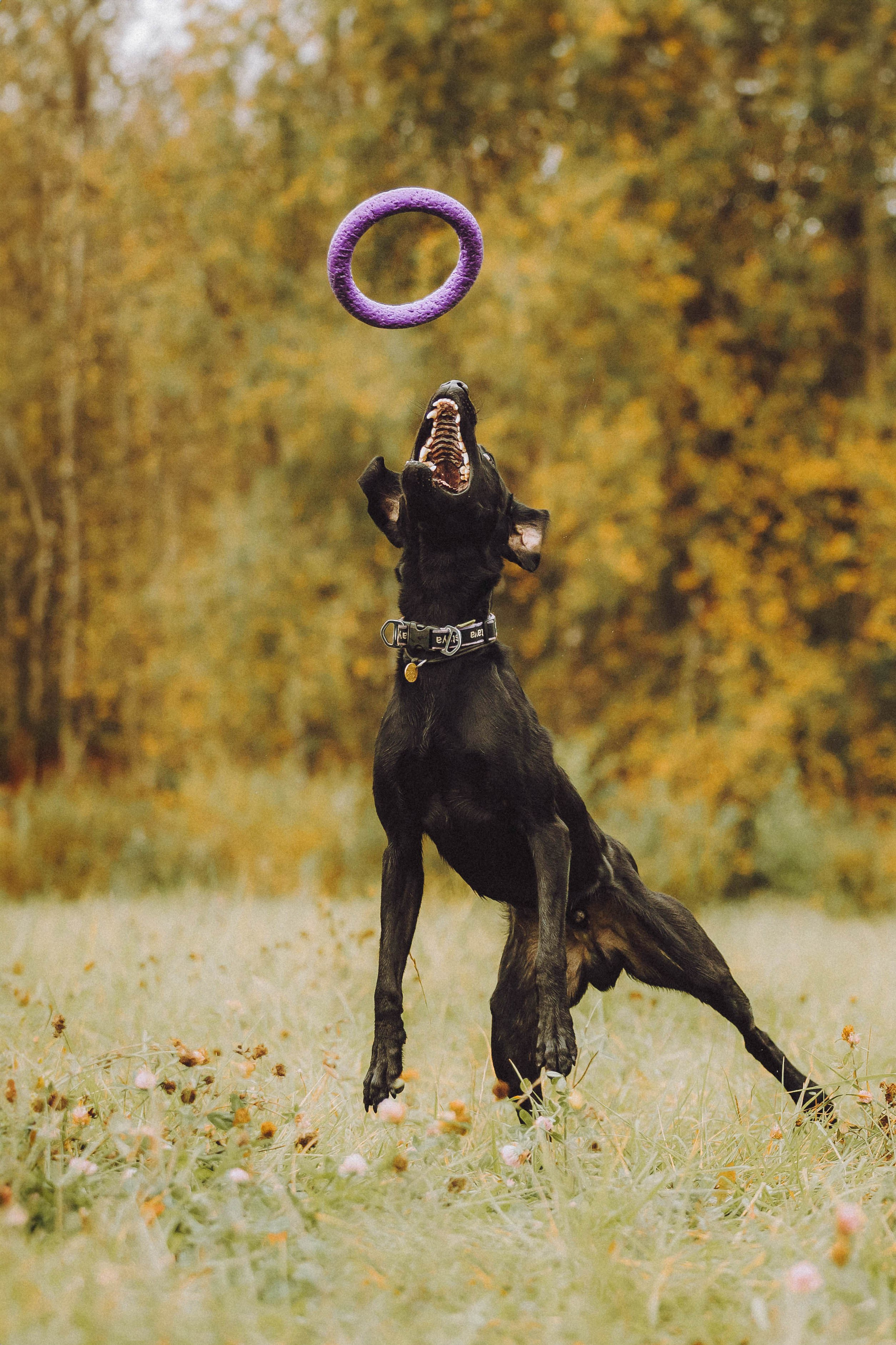 Аня, Нео и Луна