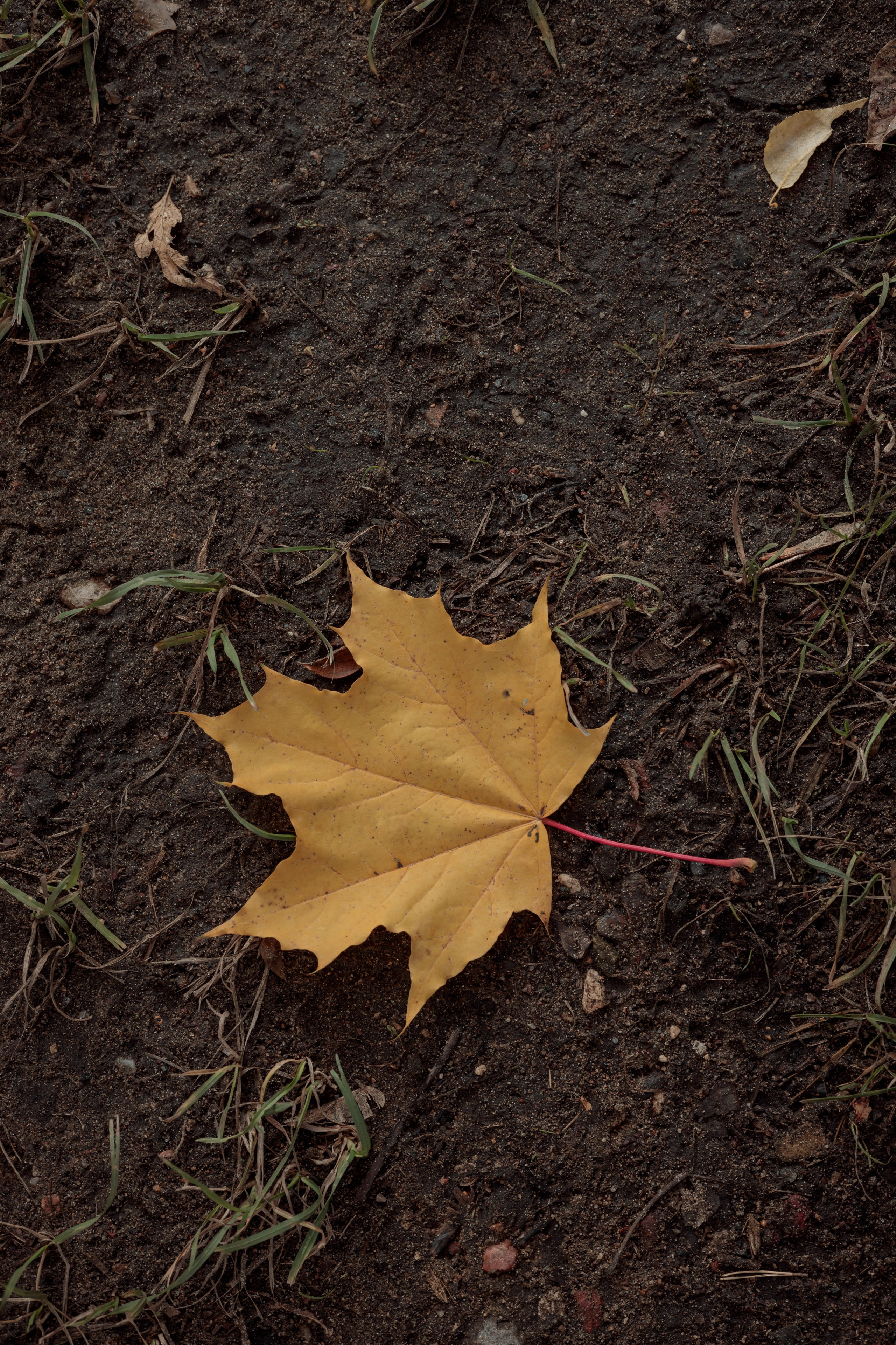 Константин и Дарья, ЗАГС ВДНХ, отель Soluxe, ресторан «Антик». Свадебный и репортажный фотограф (Москва, Королев и другие)