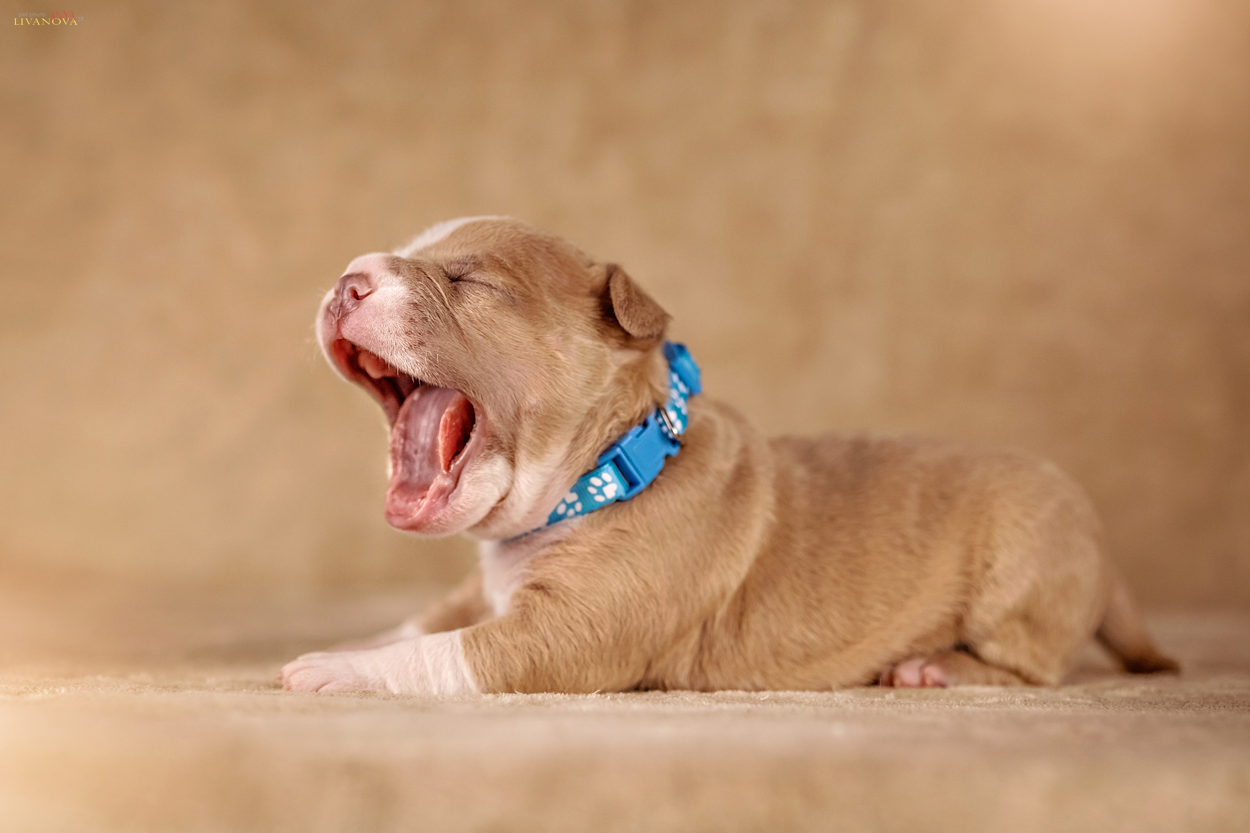 Амбулли. Фотограф анималист Аня Ливанова | Рыбинск