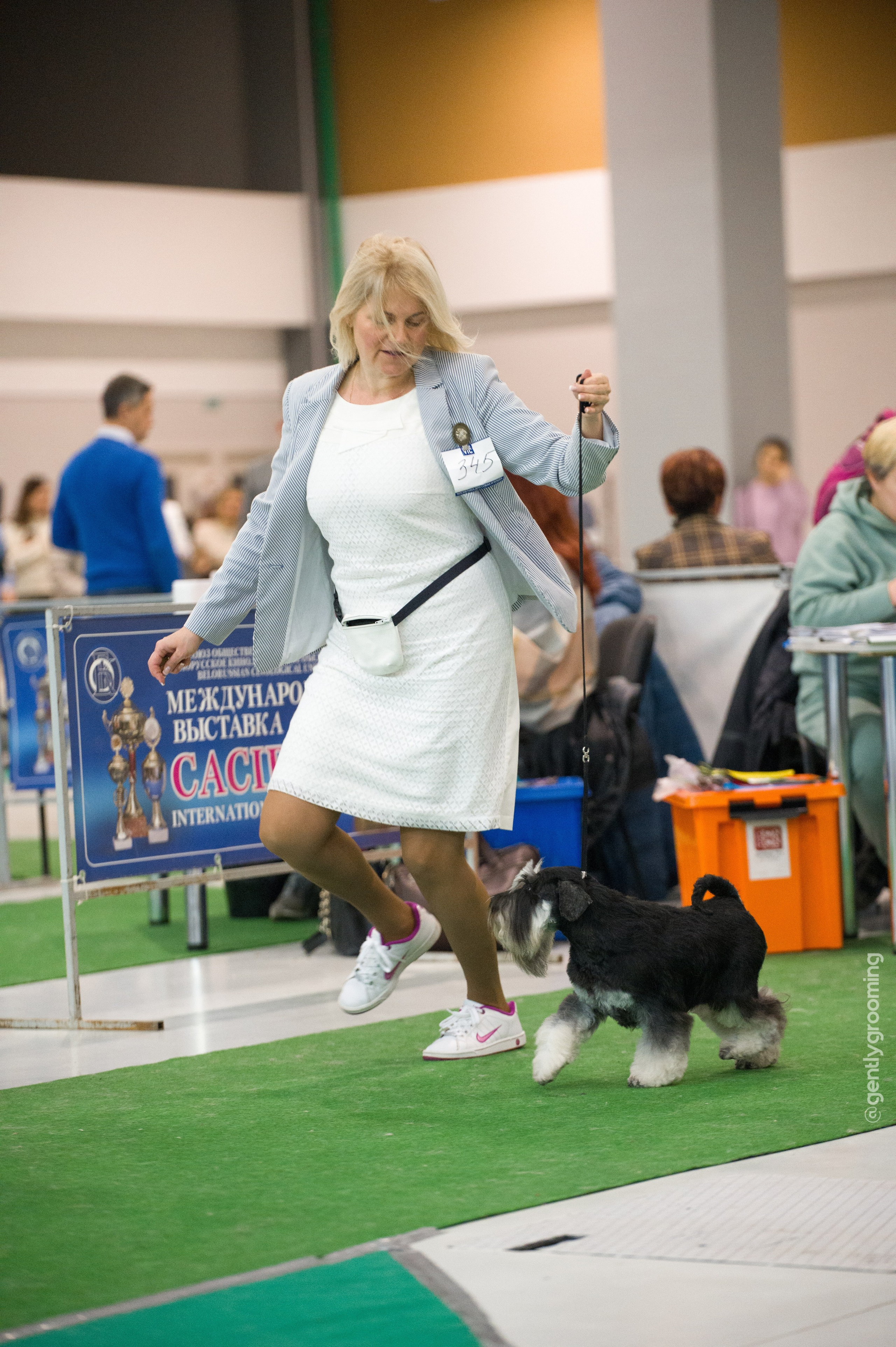 Питомник Делинсо Бэлэнс, щенки цвергшнауцера, купить щенка цвергшнауцера, питомник цвергшнауцеров, кобель цвергшнауцера для вязки, щенок цвергшнауцера, питомник цвергшнауцеров, черный с серебром, цверг, лучший питомник в беларуси